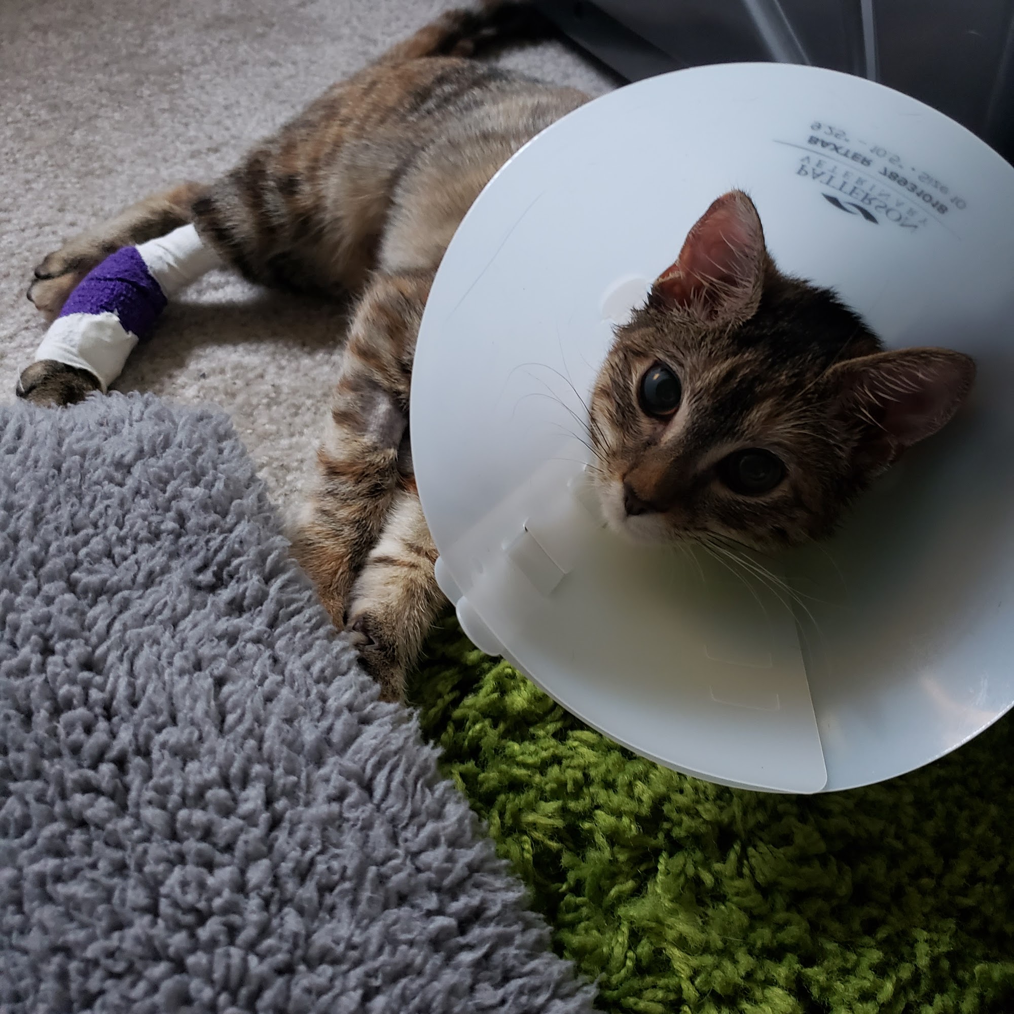 Hollin Hall Animal Hospital Alexandria