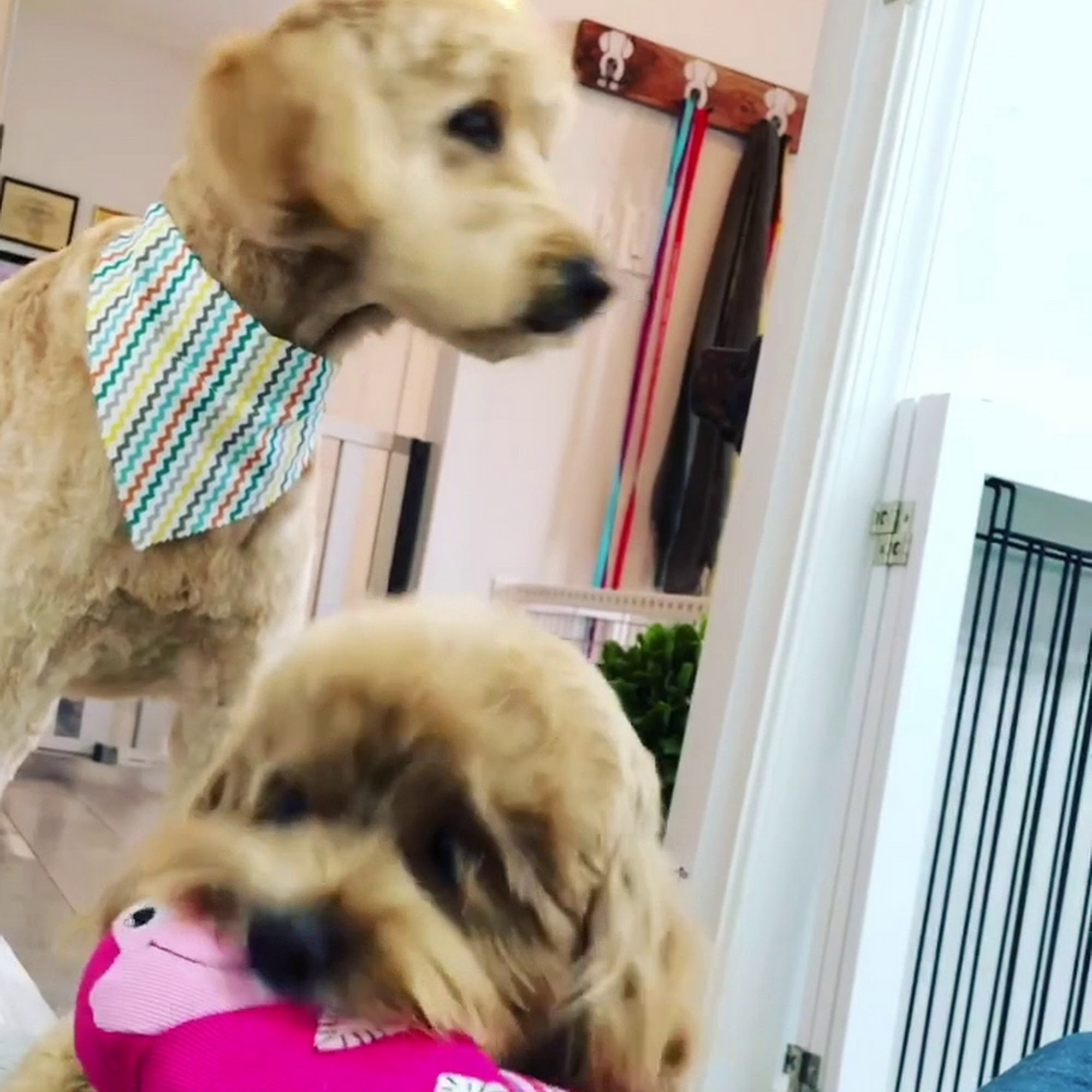 The Groomery Ltd. Alexandria