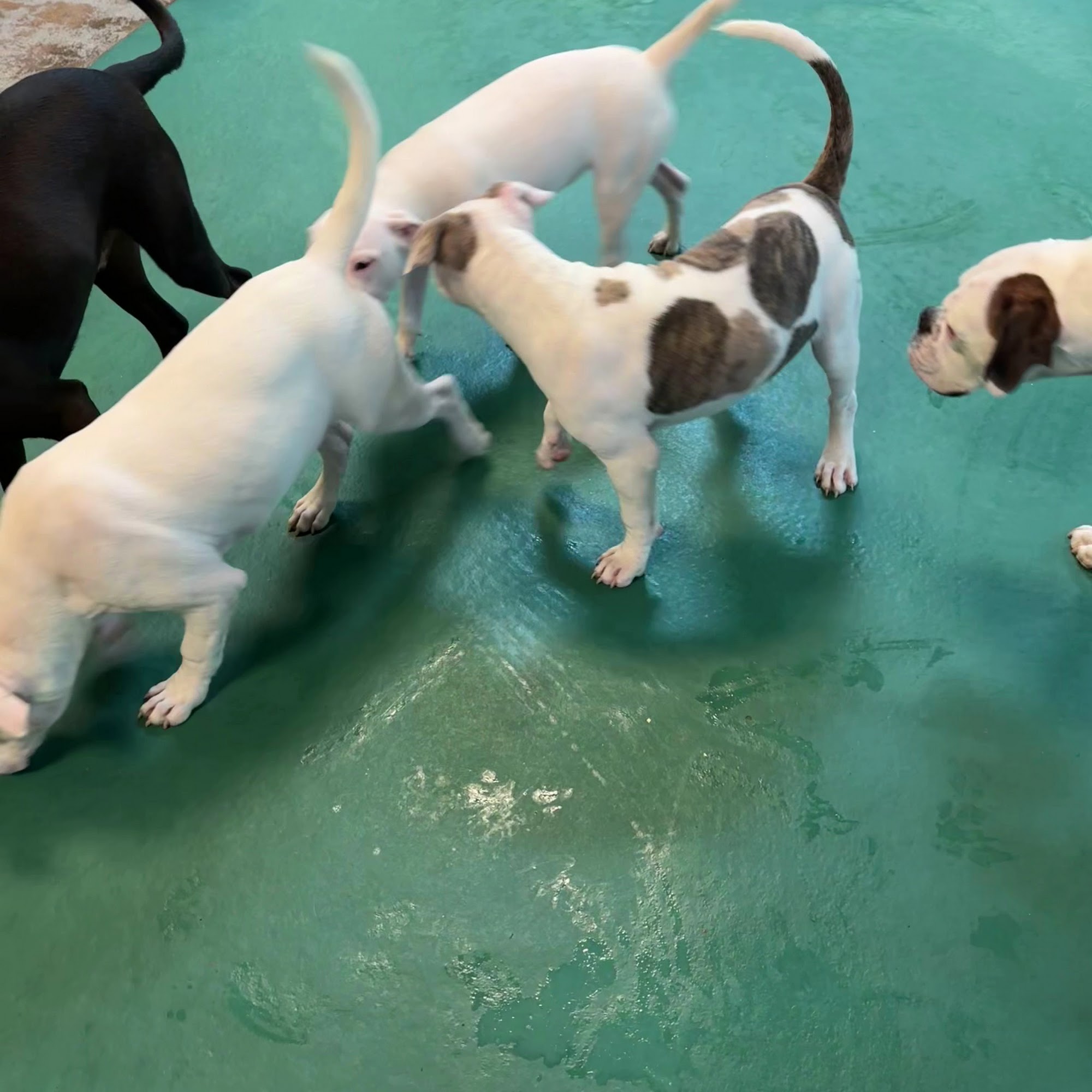 Your Dog's Best Friends Alexandria