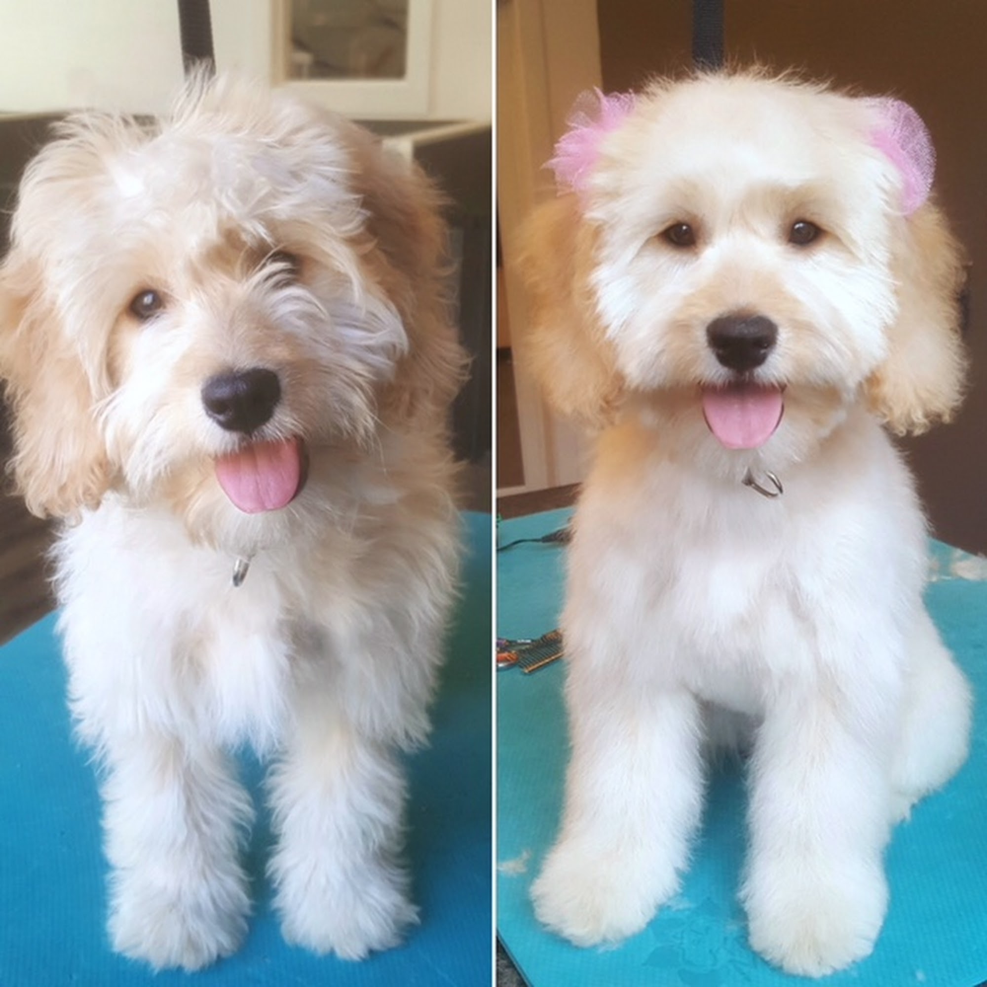 From Head to Tail Grooming Spa Alexandria