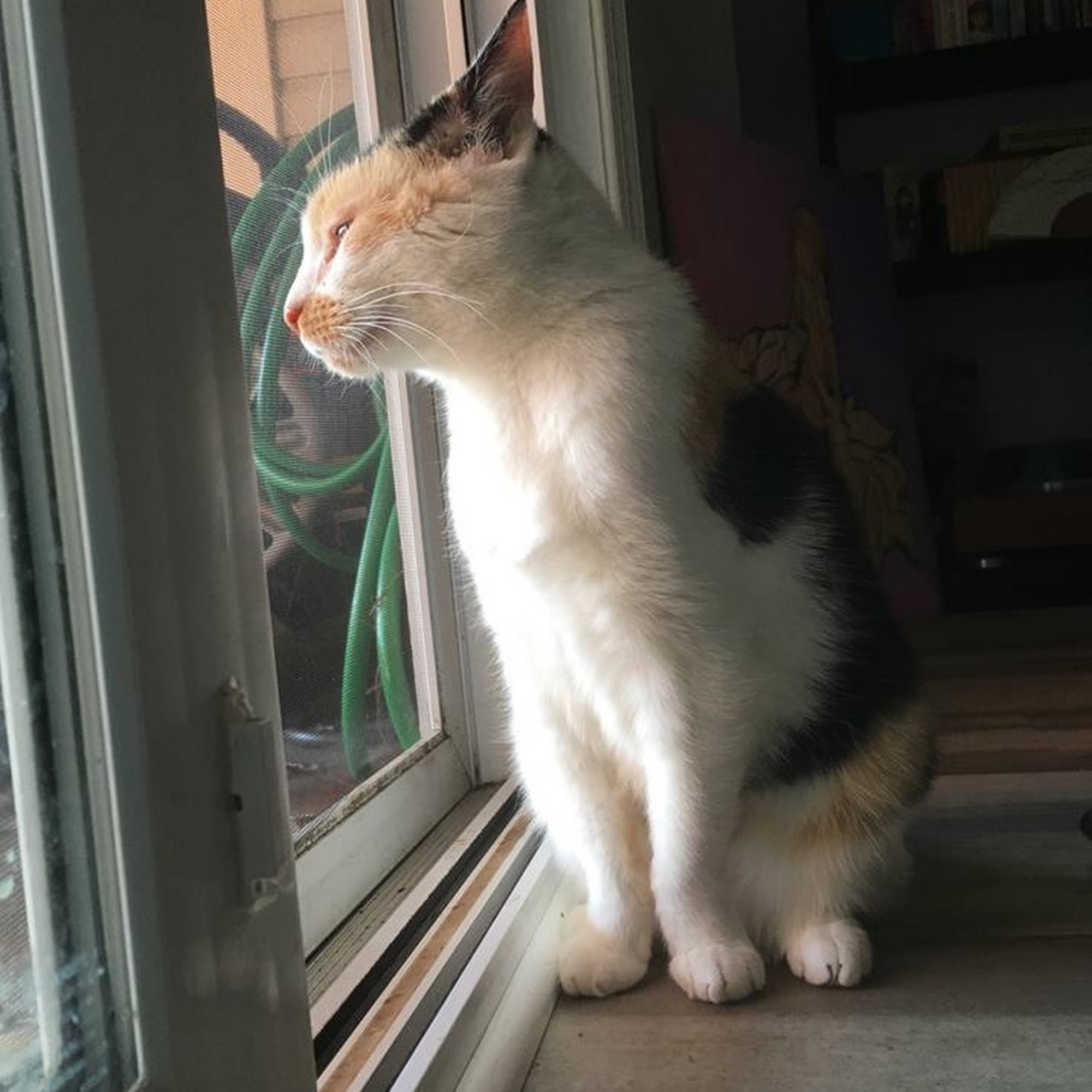 Animal Welfare League of Alexandria Alexandria