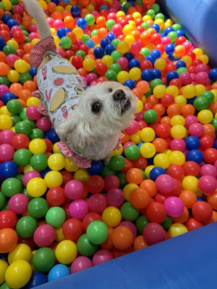 Frolick Dogs Alexandria