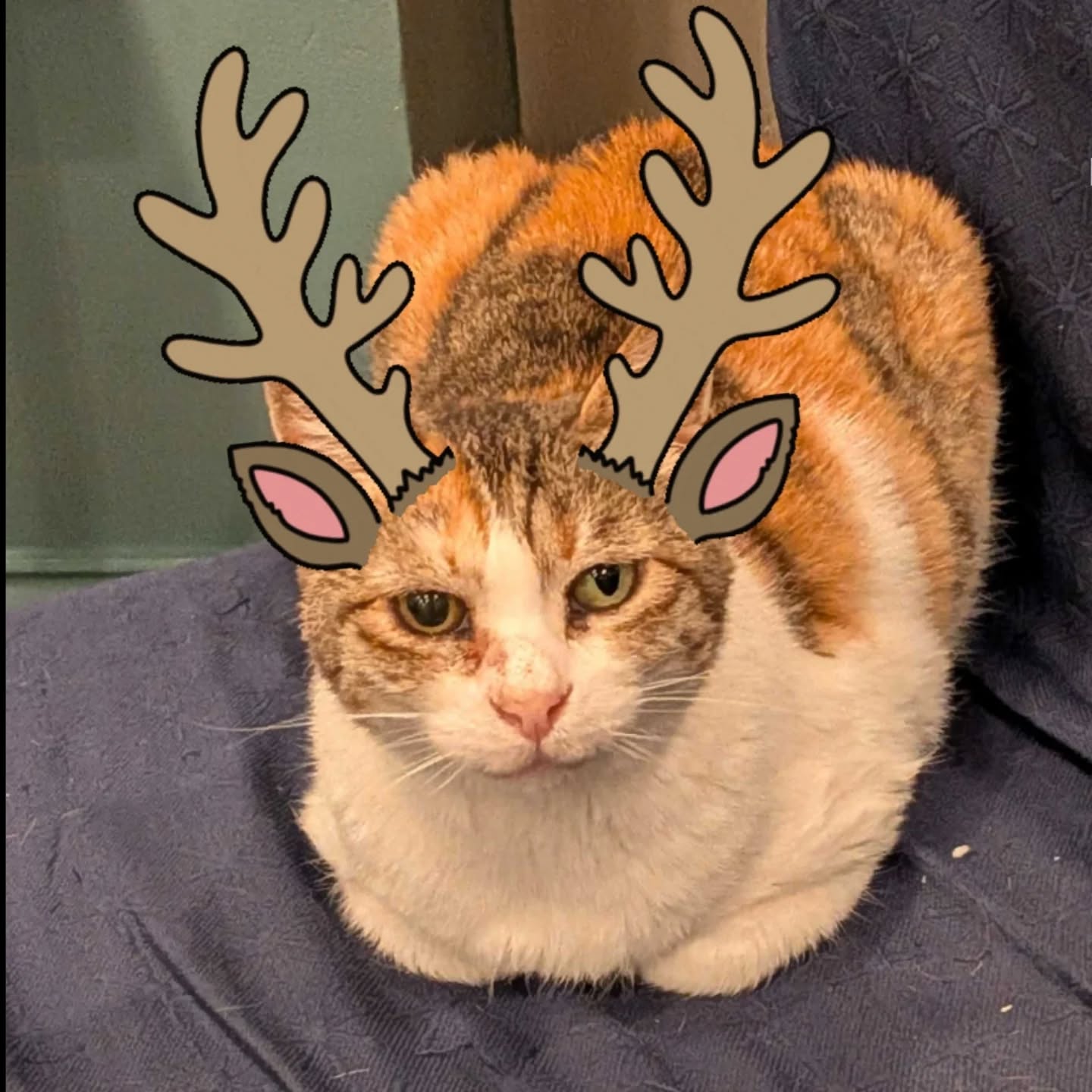 Mount Purrnon Cat Café + Wine Bar Alexandria