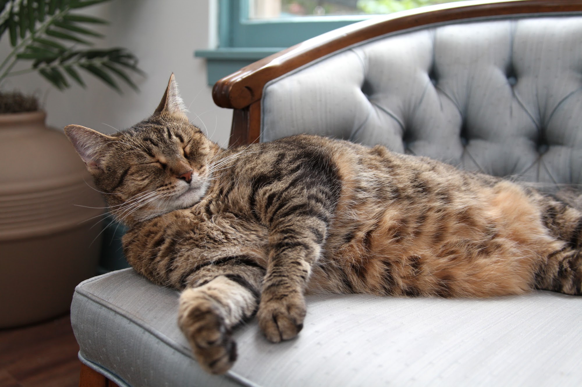 Mount Purrnon Cat Café + Wine Bar Alexandria