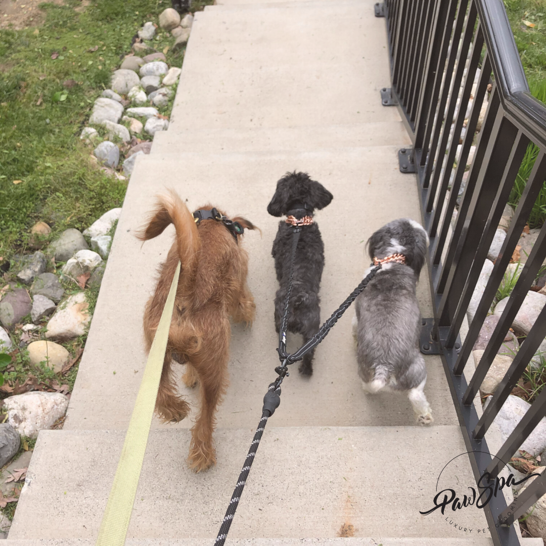 Paw Spa, LLC. Alexandria