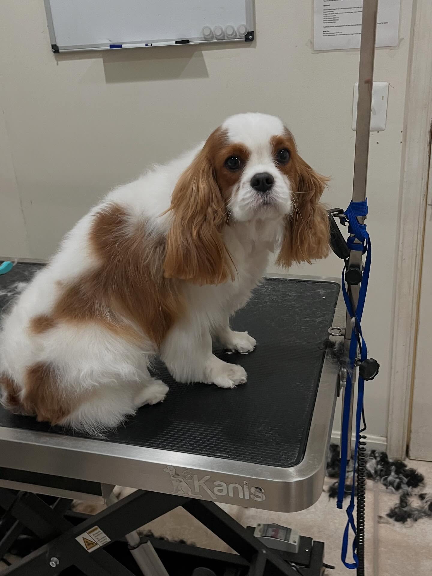 Pawsh Dog Wash Alexandria