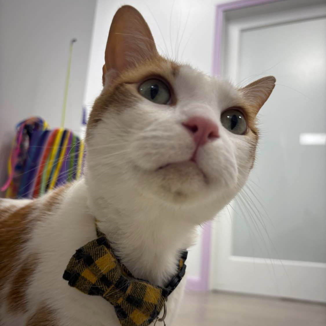 Happy Cat Hotel & Spa Alexandria Alexandria