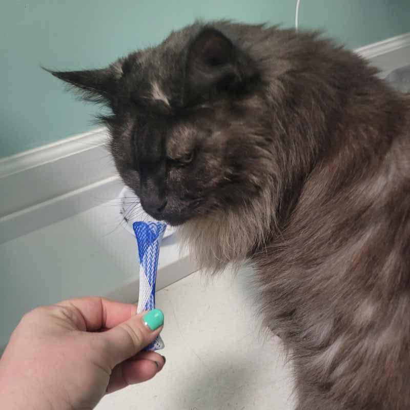 Happy Cat Hotel & Spa Alexandria Alexandria