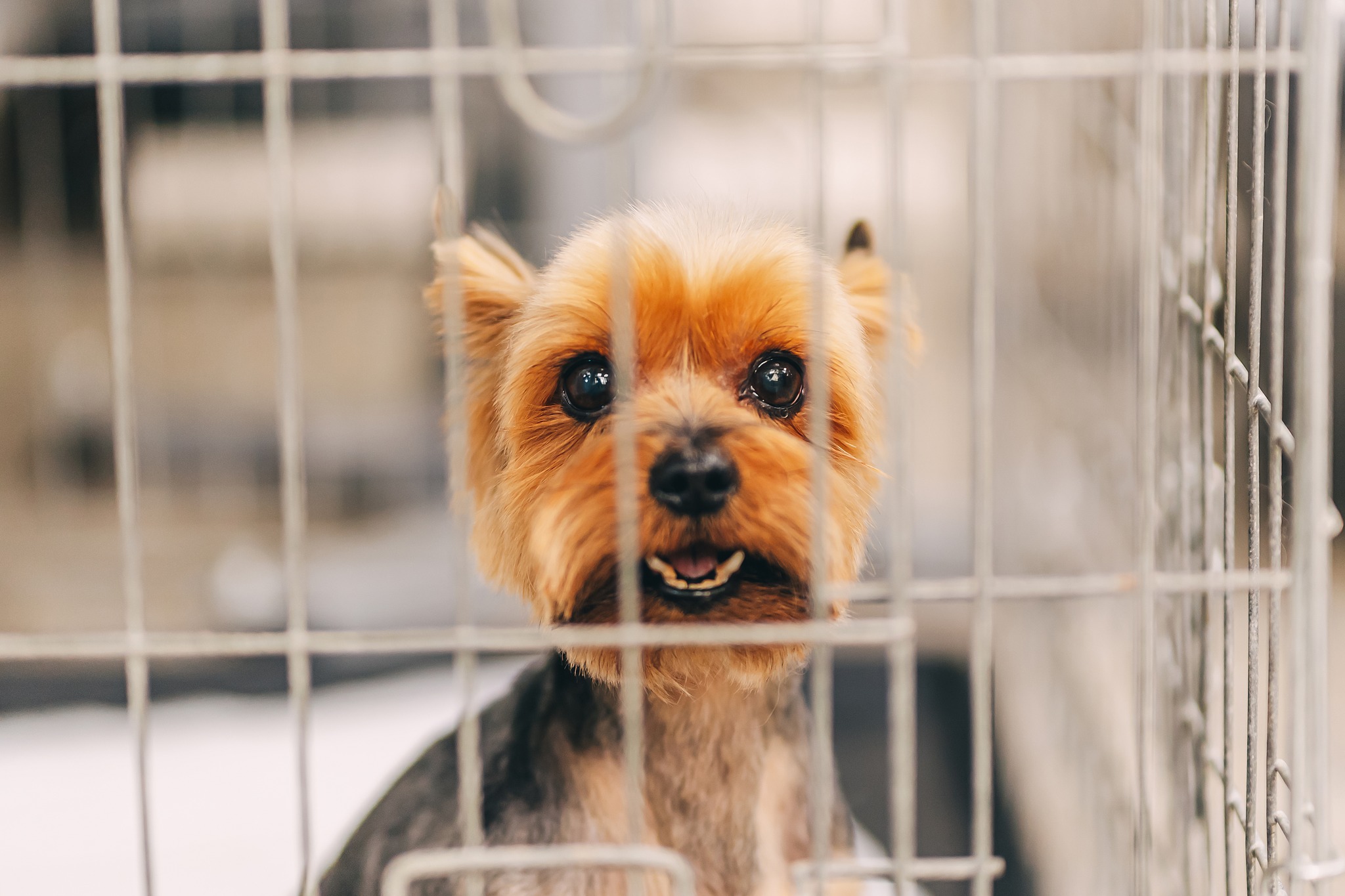 Wholistic Hound Academy Alexandria