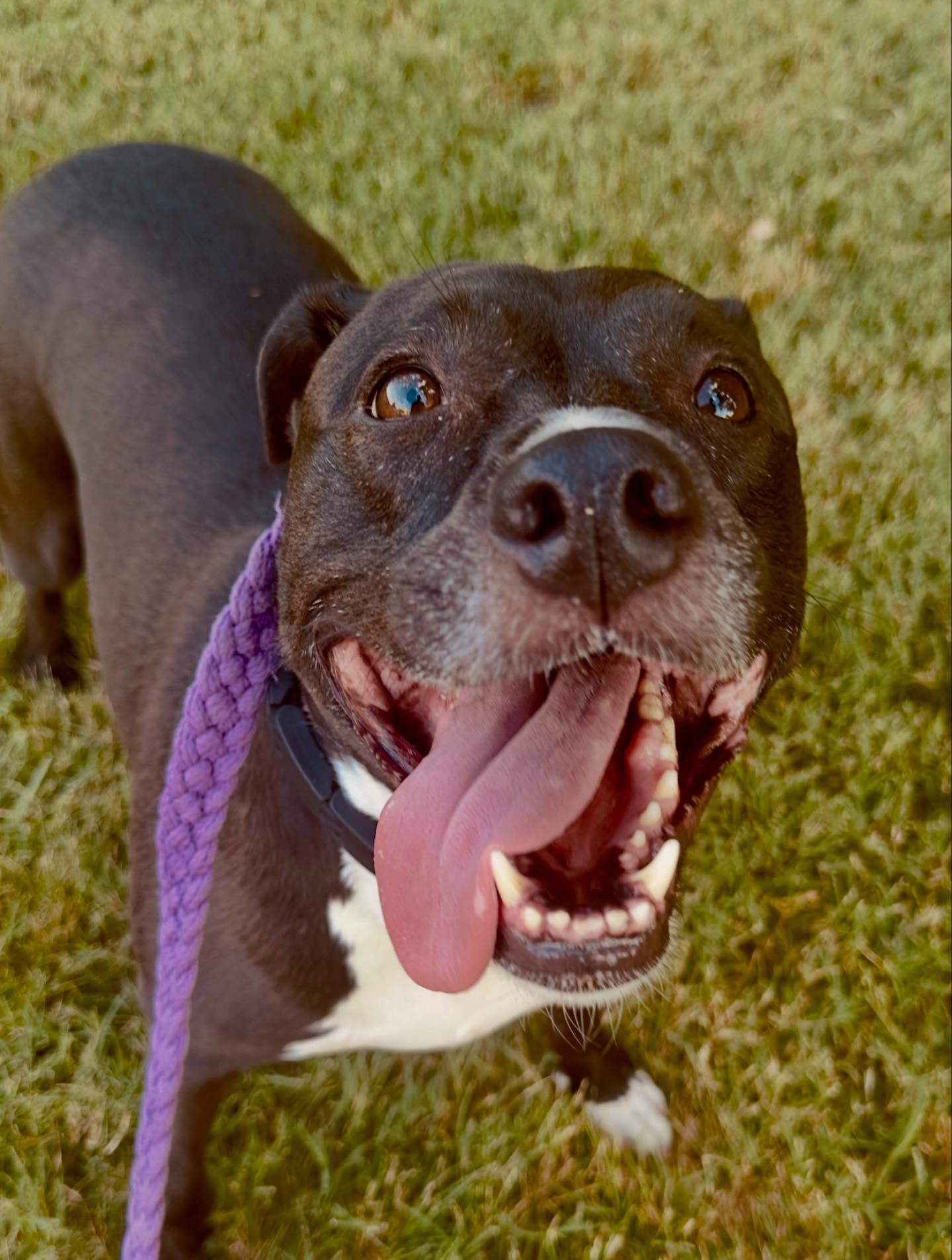 Sally's Way Dog Services Alexandria