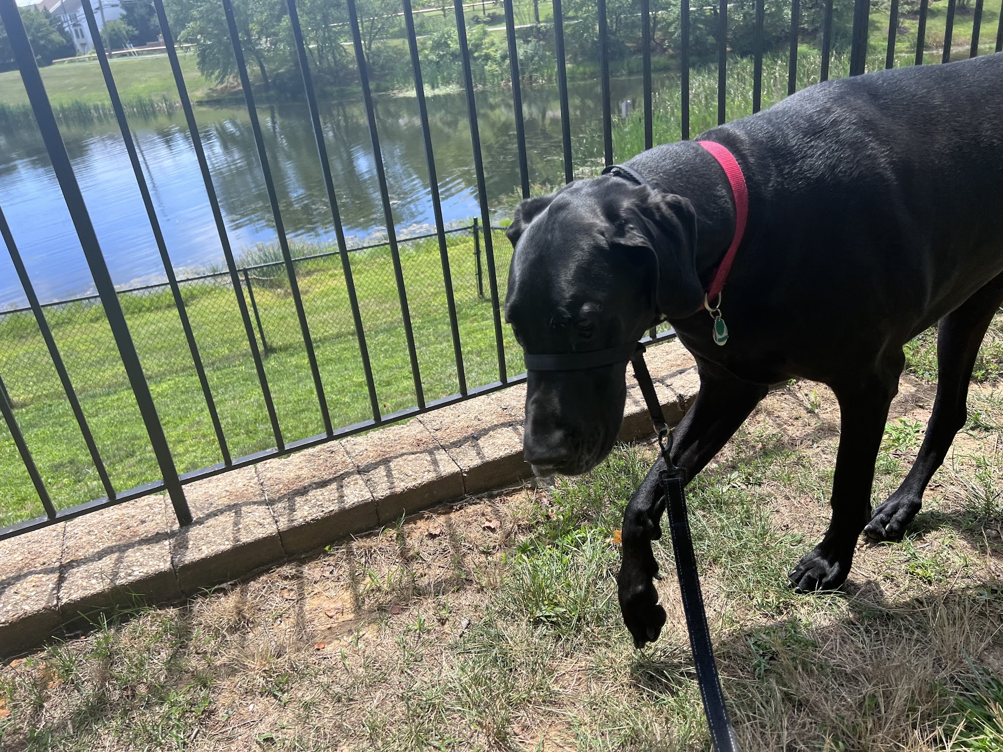 Off Collar Alexandria