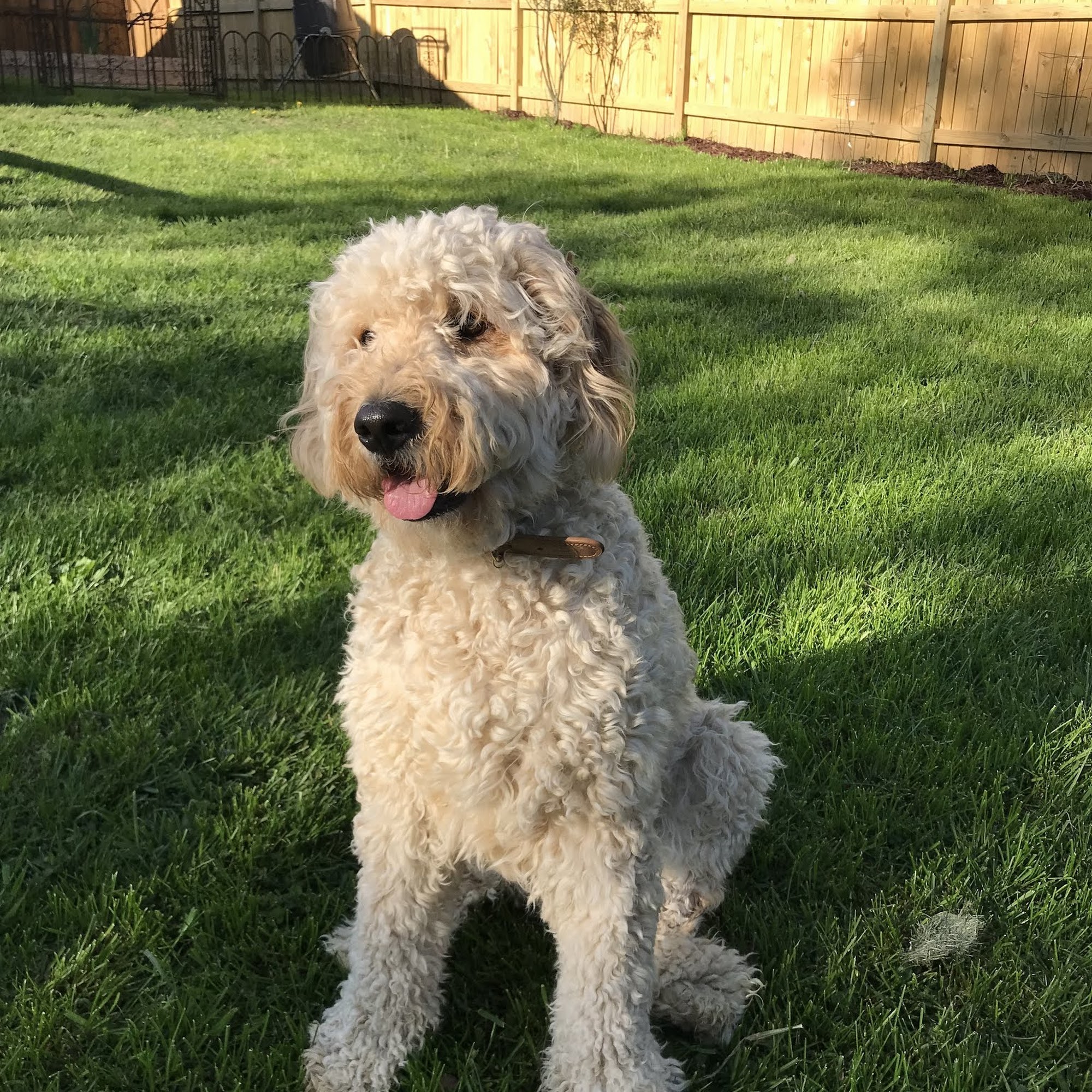 Best Behaved Dog Alexandria