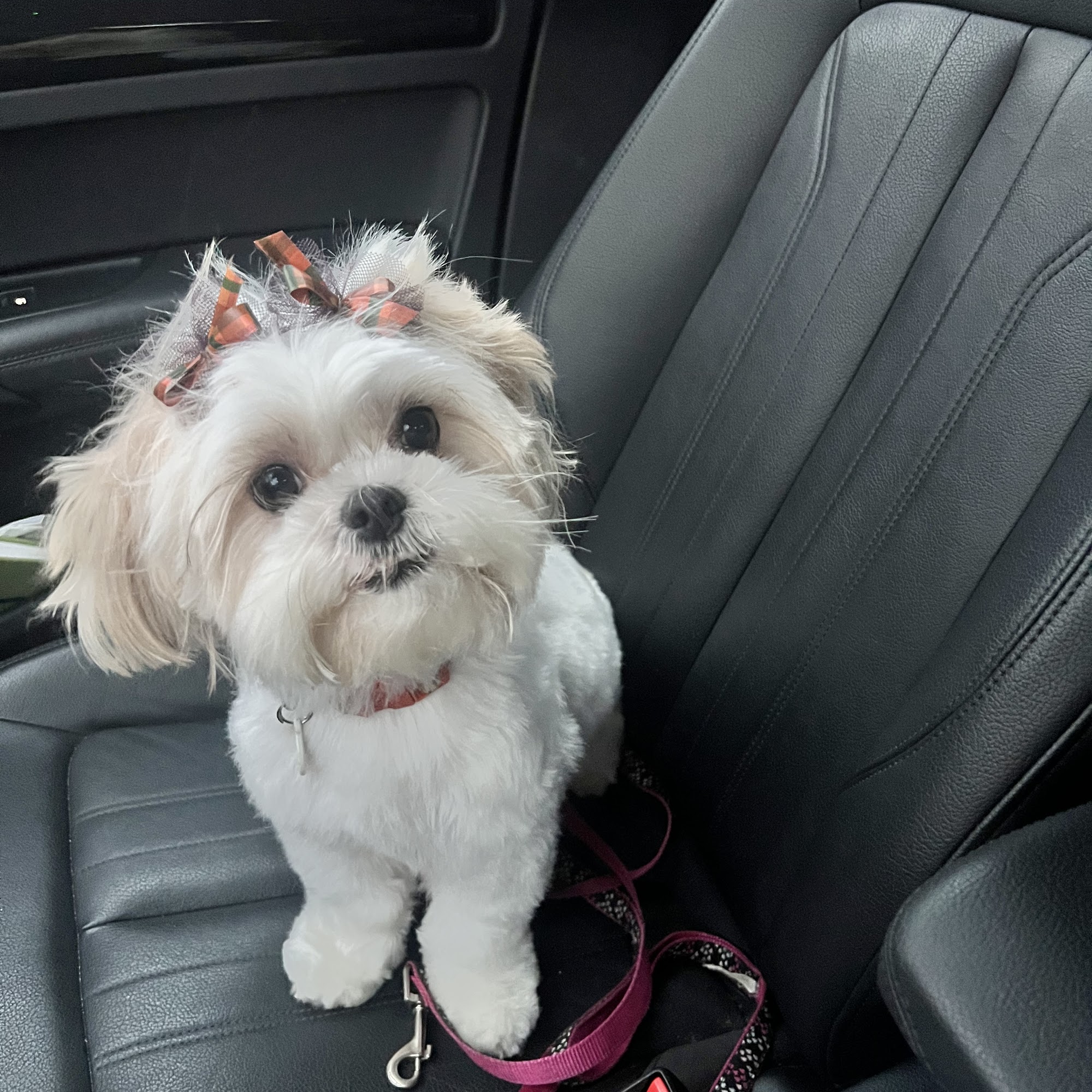 Gia Styles Grooming Alexandria