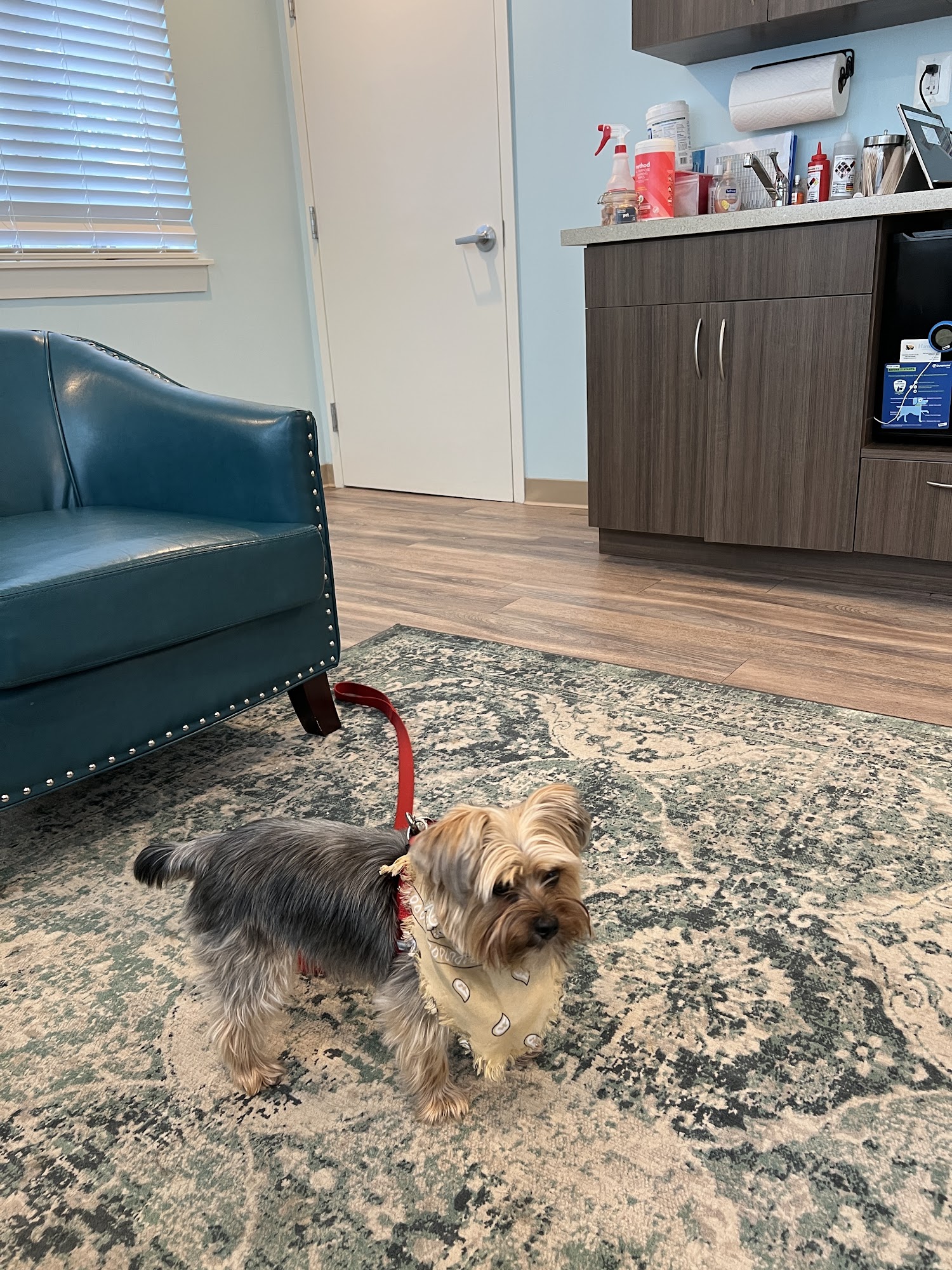 Harmony Animal Hospital Alexandria