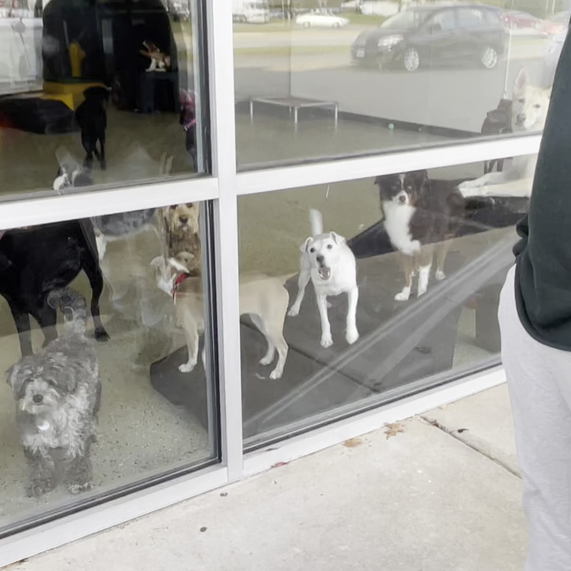 Playful Pack Alexandria