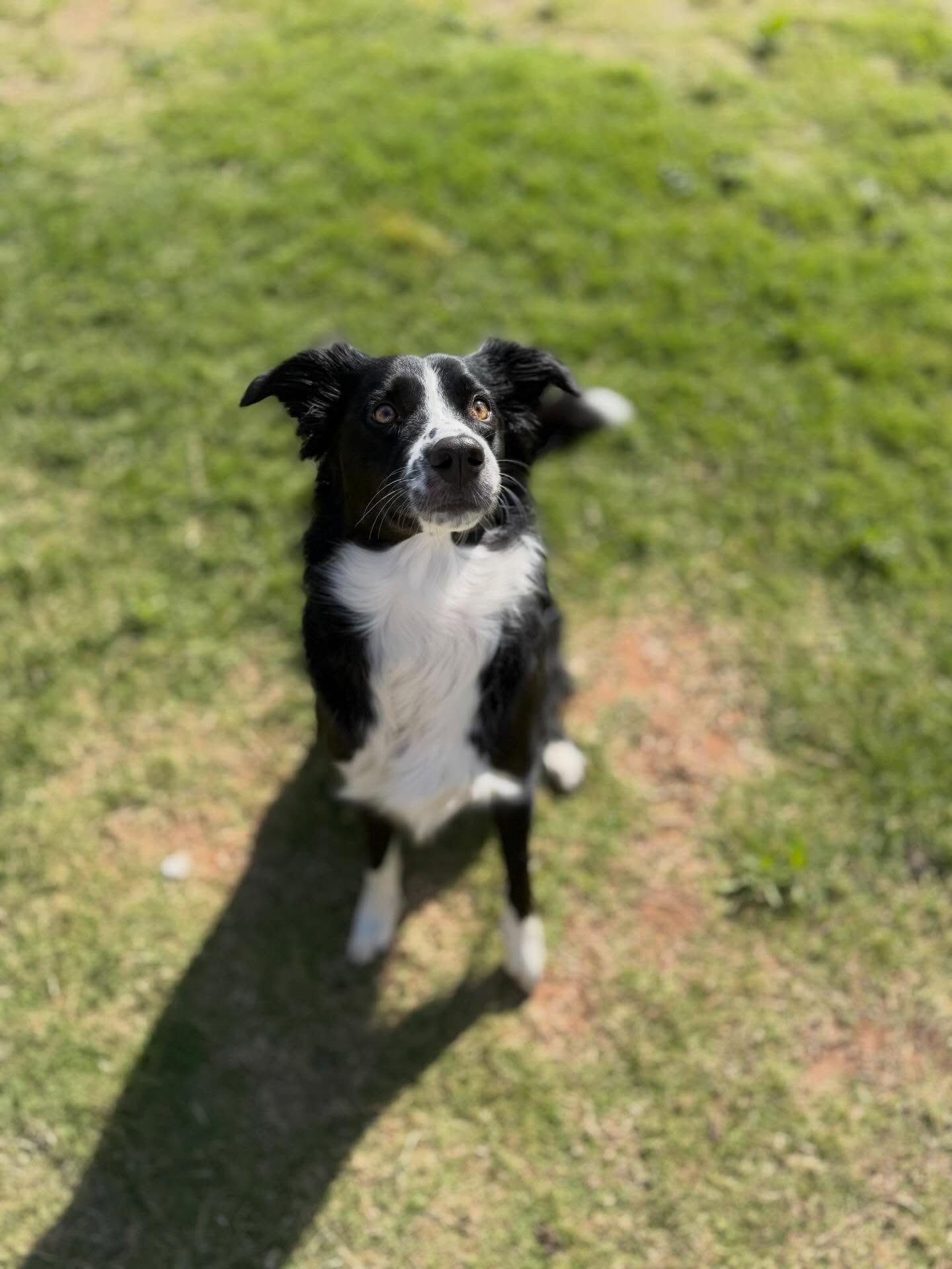 The Courteous Canine