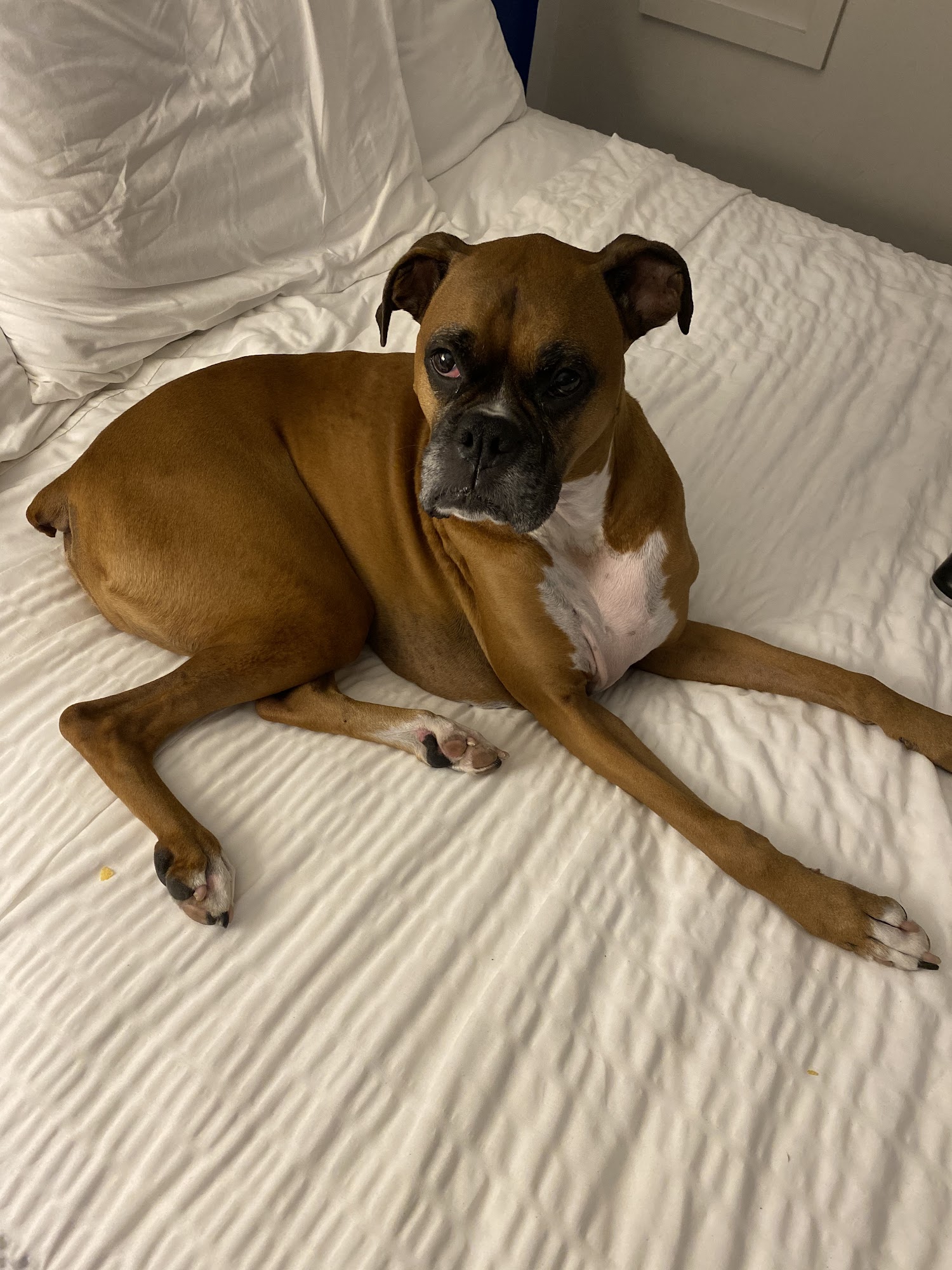 Laurel Stone Veterinary Hospital Amherst