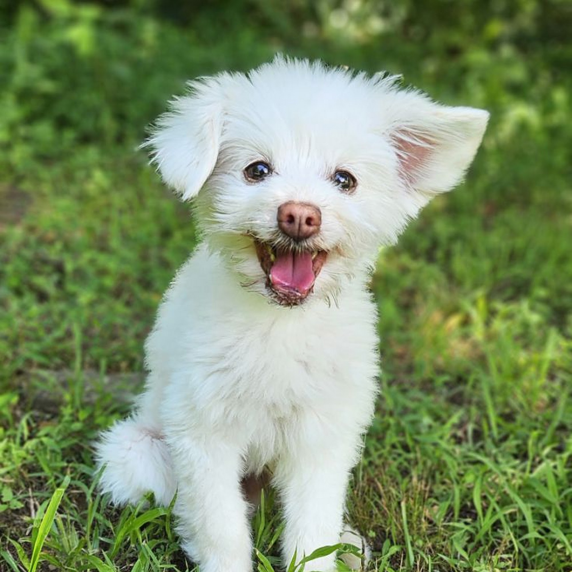 Shady Mountain Pet Retreat Amherst