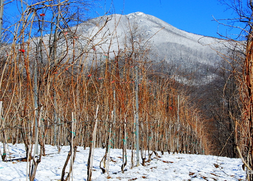 Ankida Ridge Vineyards Amherst