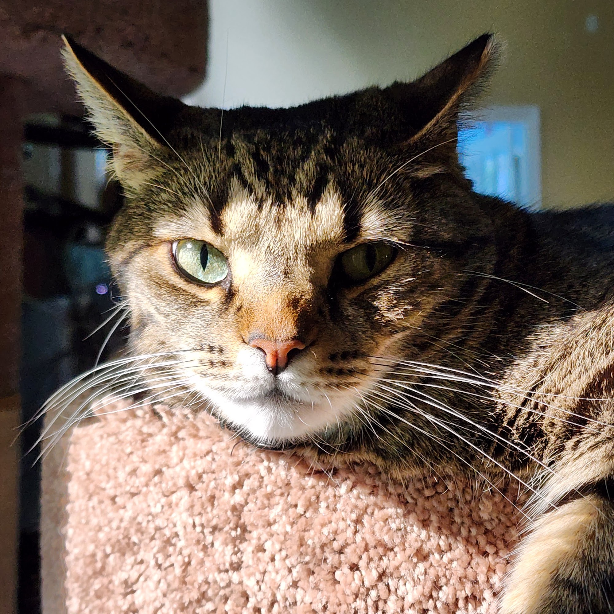 Companion Paws Mobile Vet Services 4090 Waterfowl Ln, Amissville Virginia 20106