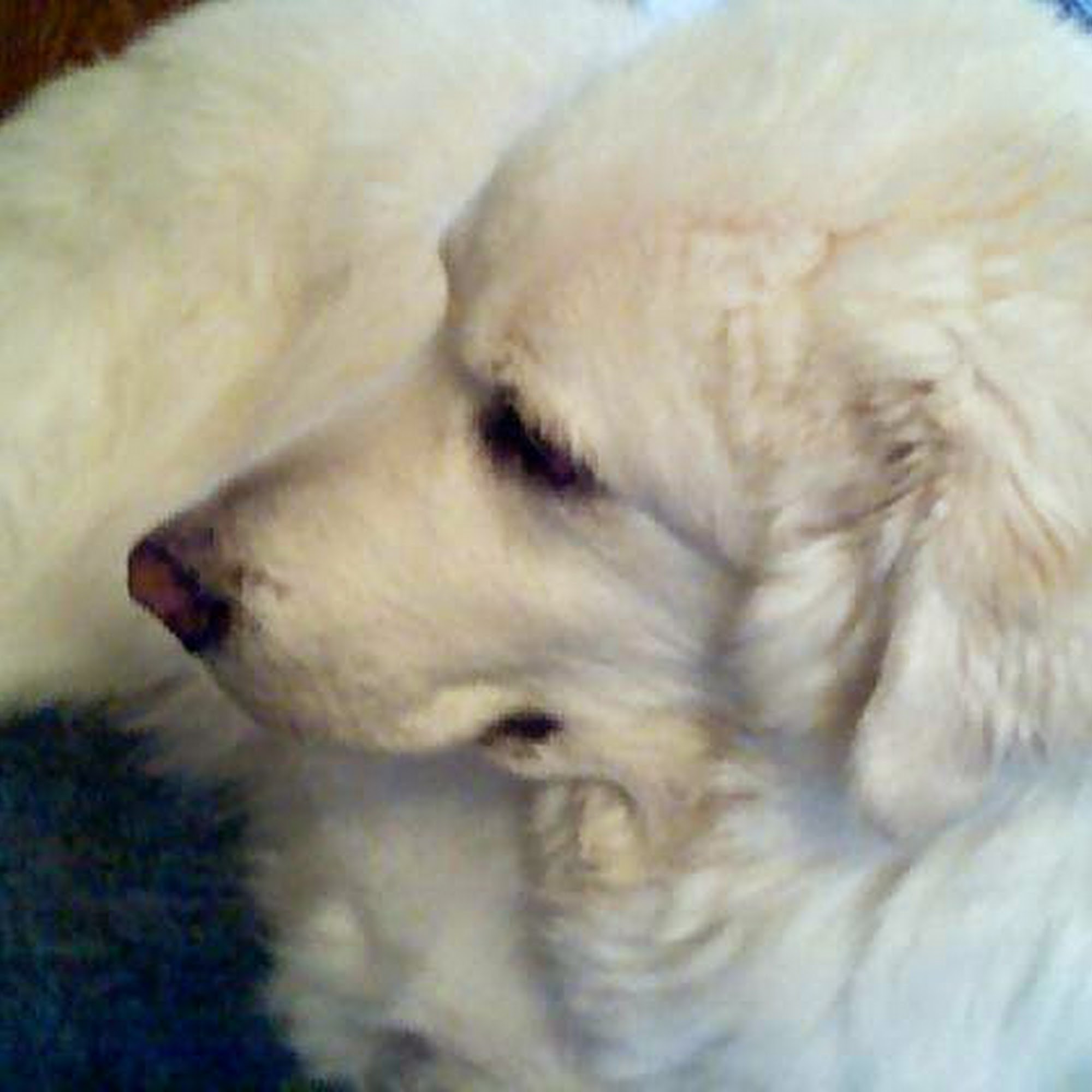 Golden Retreat For K9s Amissville