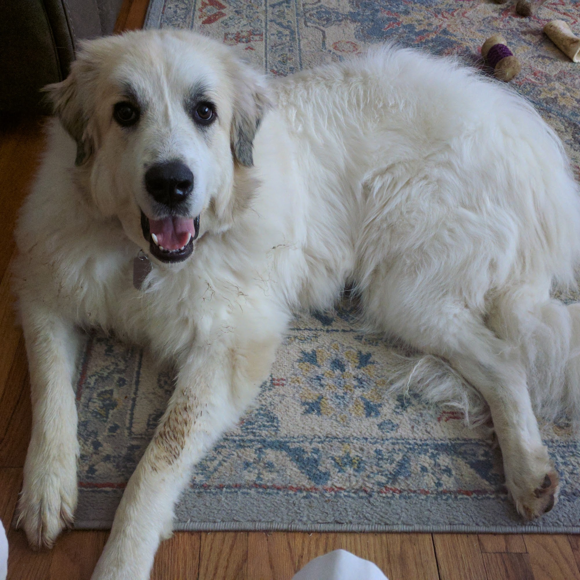 Mountain View Dog Training Amissville