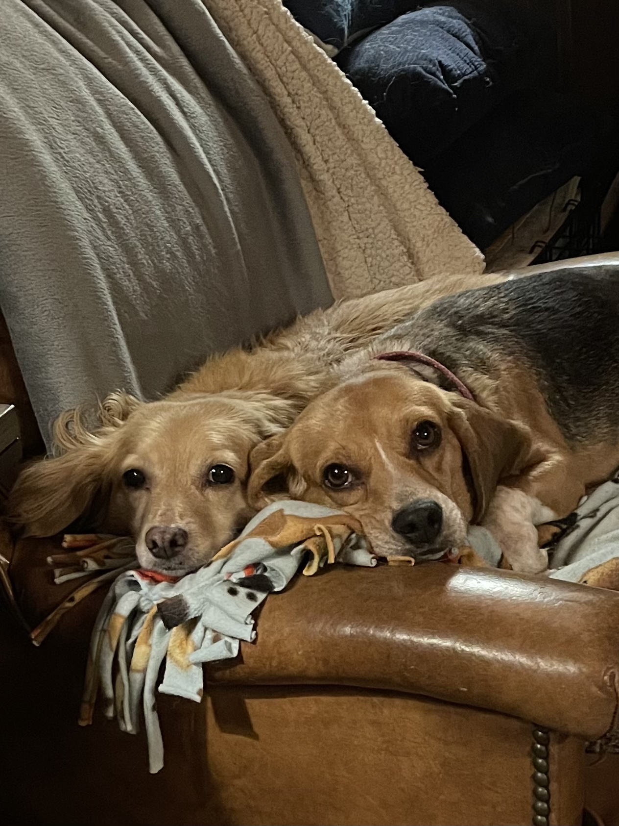 Rappahannock Animal Welfare League Amissville