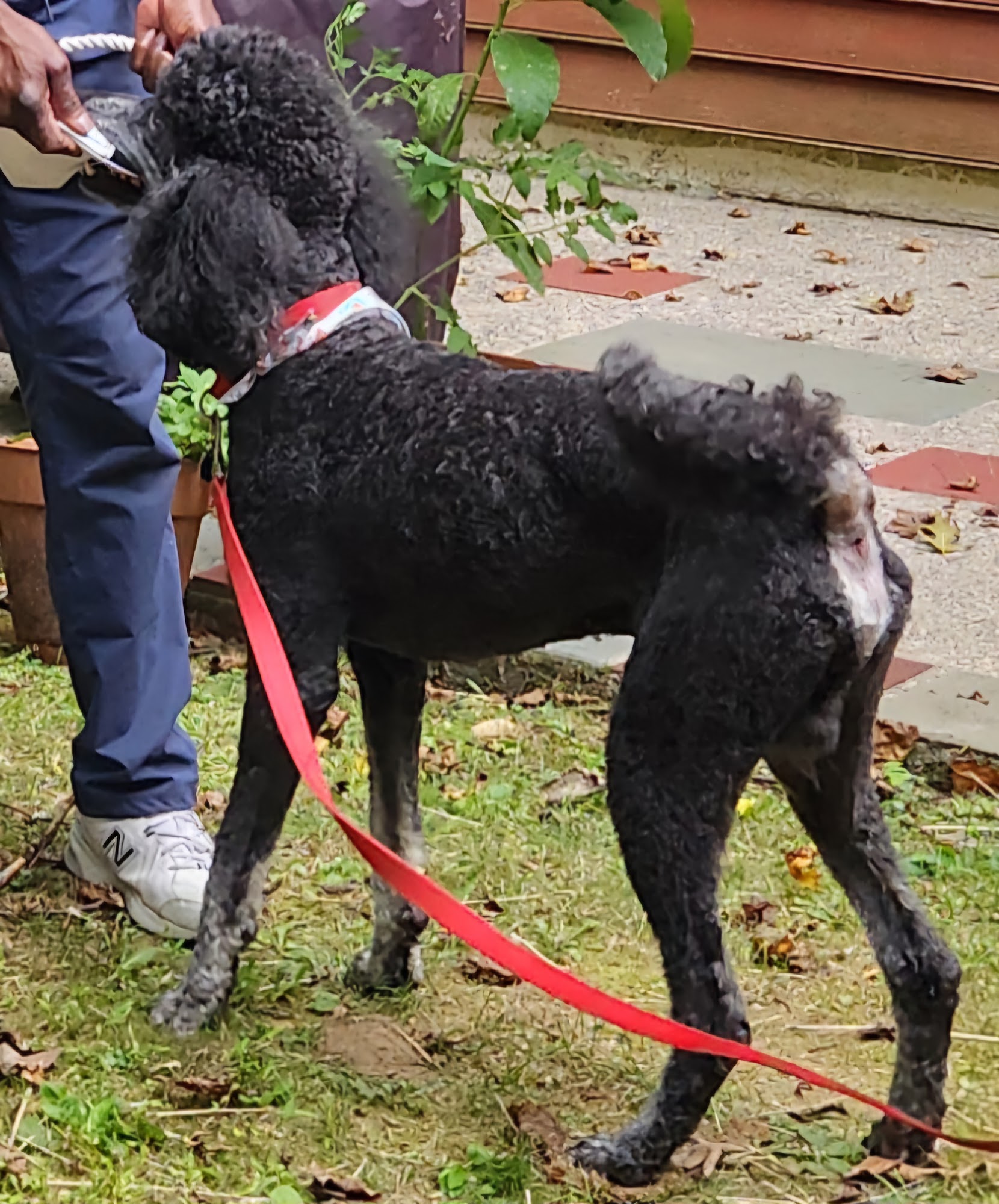 Annandale Pet Spa Inc Annandale