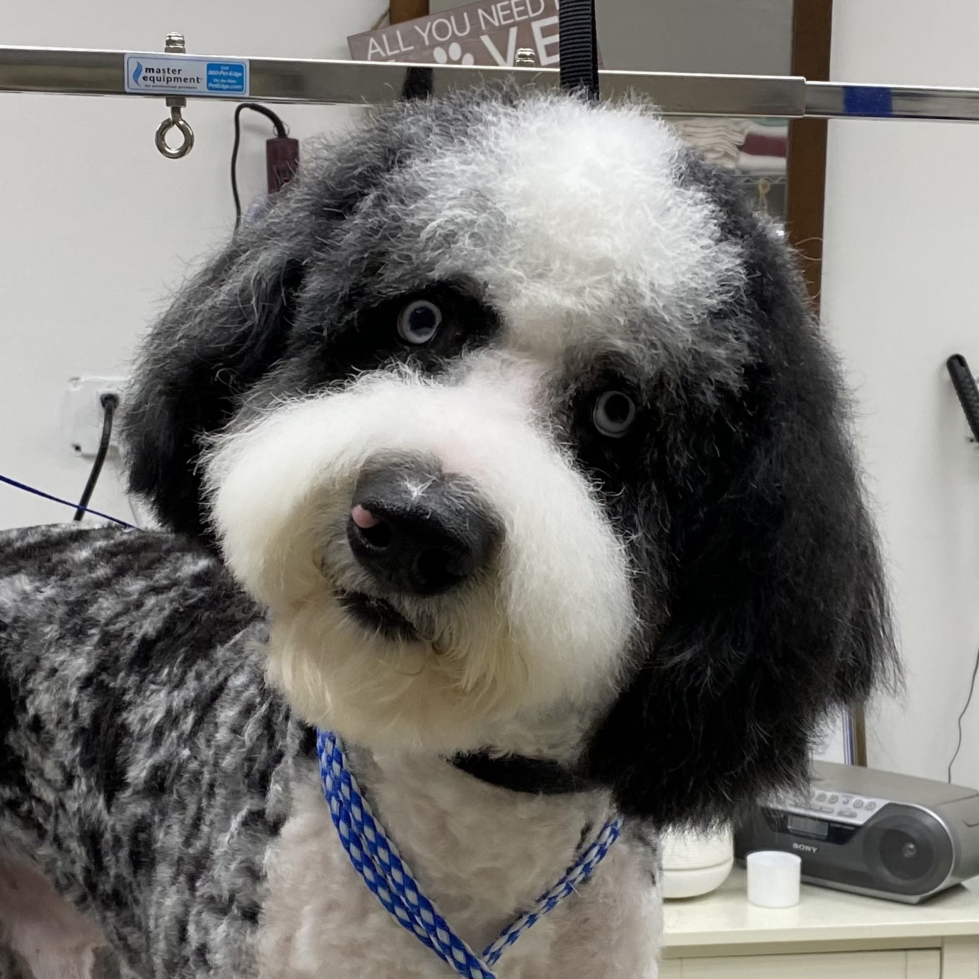 Great and Small Dog Grooming Appomattox