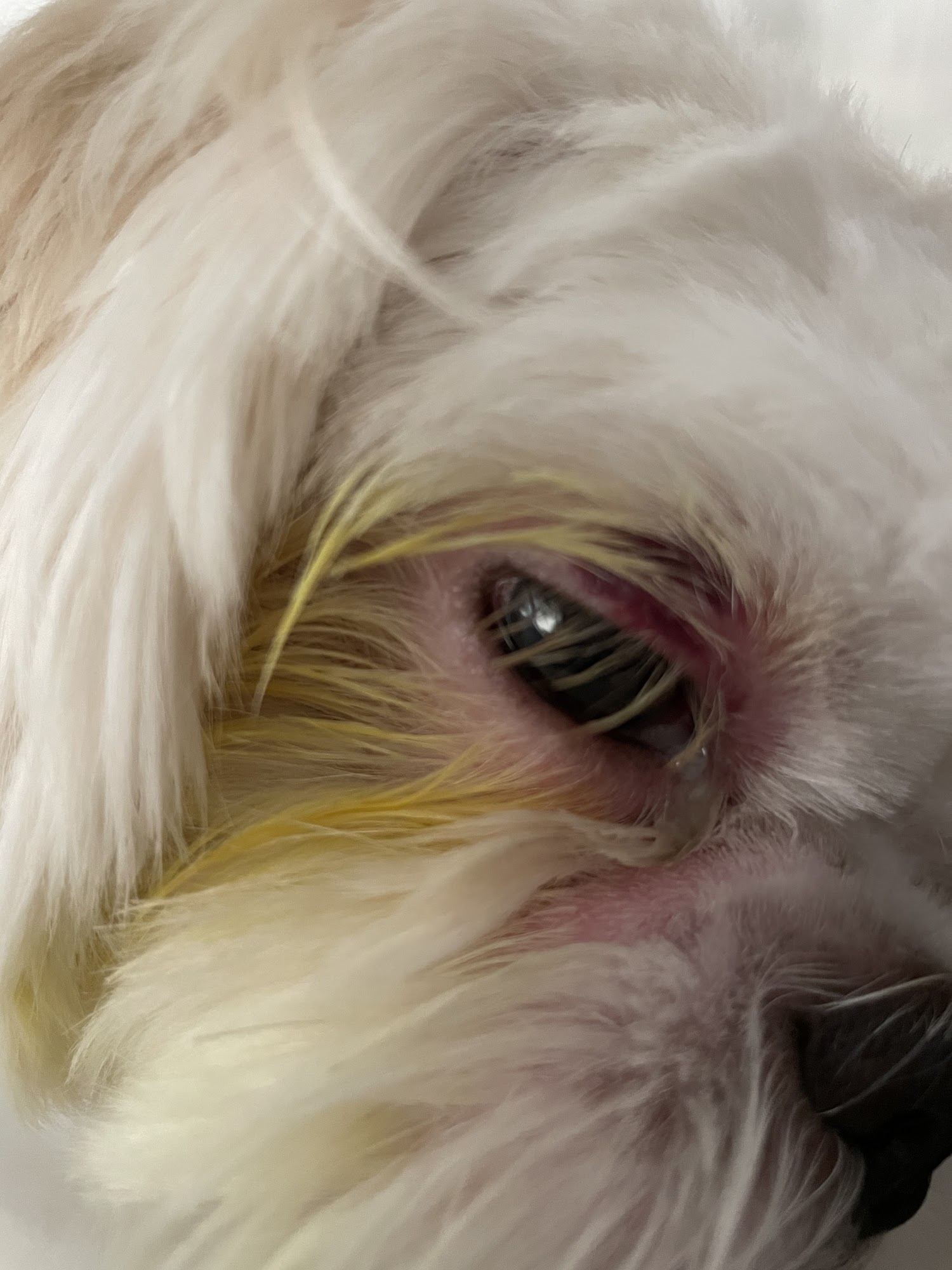 Woof Gang Bakery & Grooming Arlington Arlington