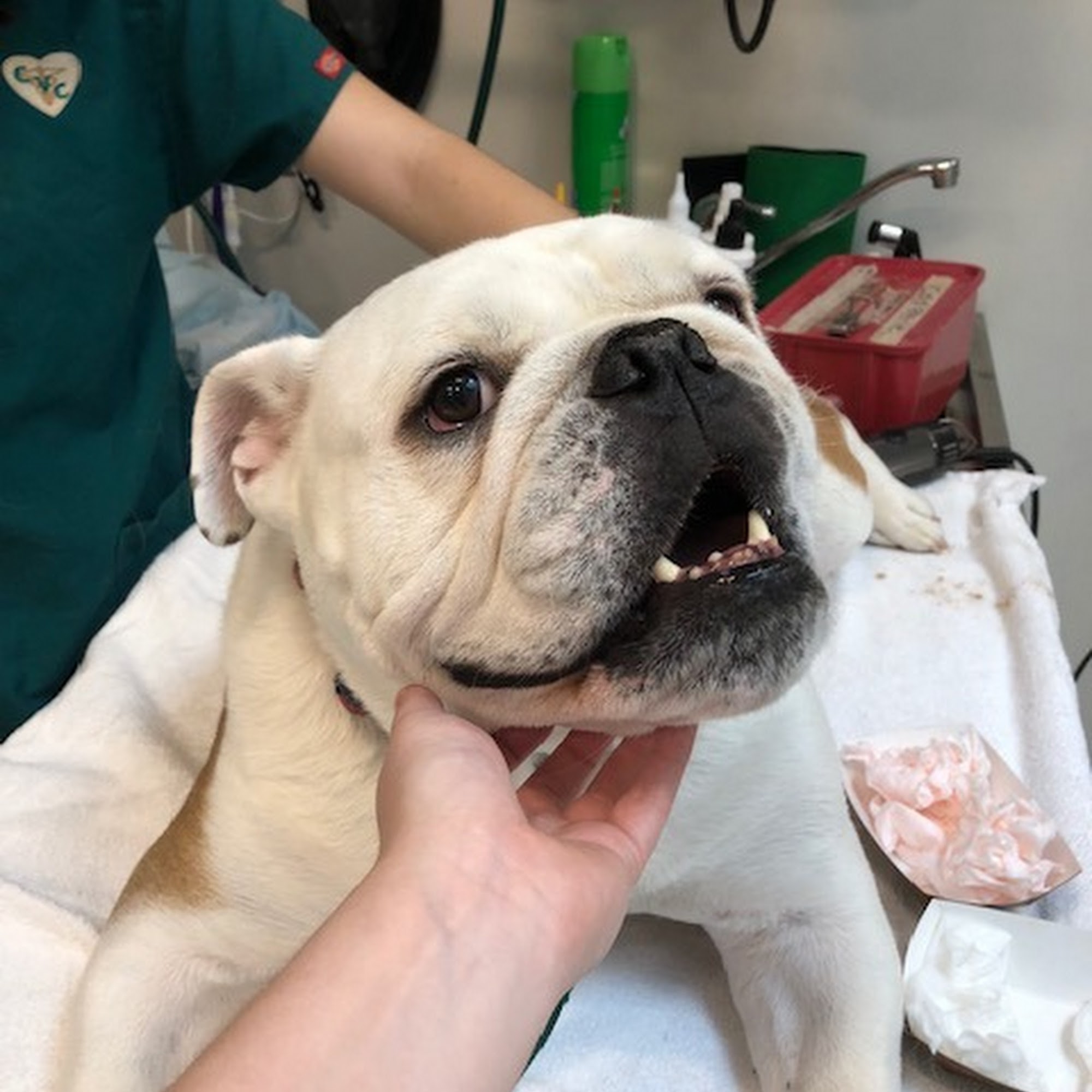 Cherrydale Veterinary Clinic Arlington