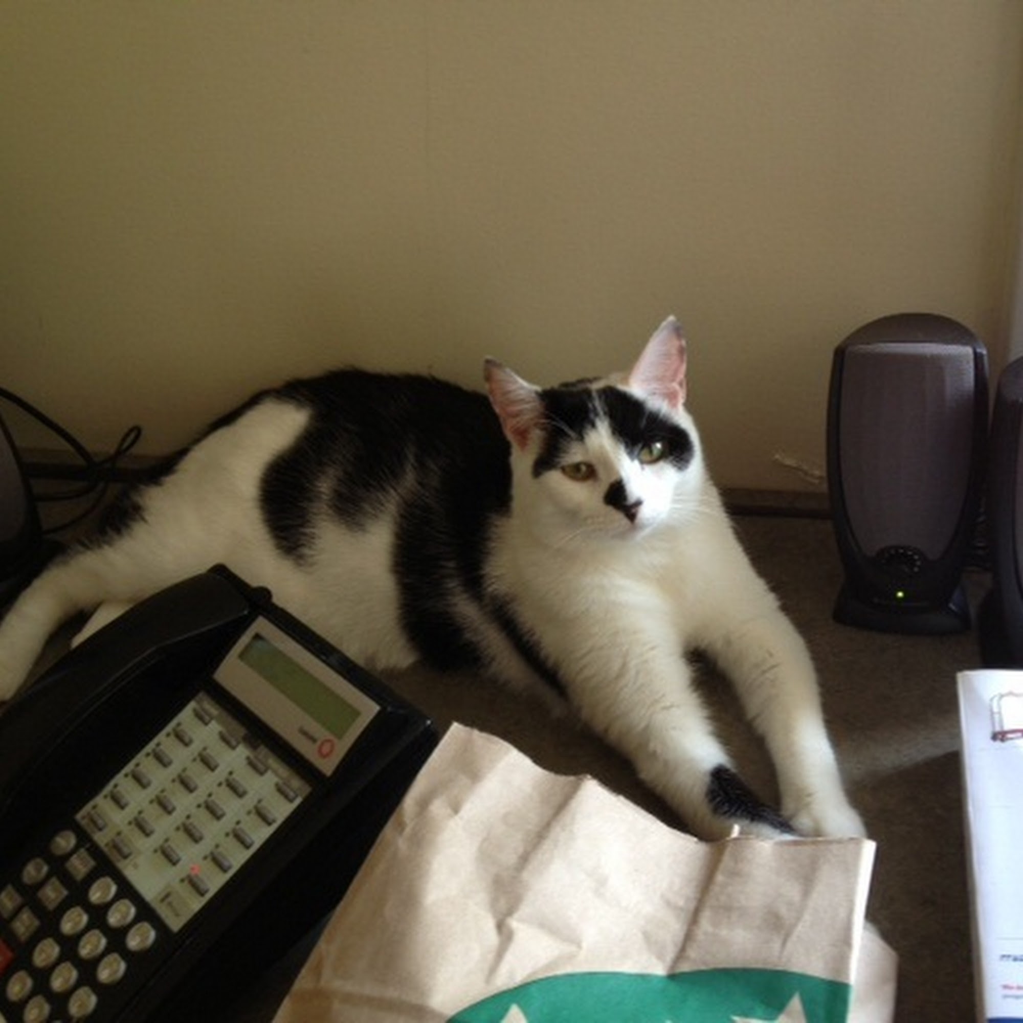 NOVA Cat Clinic Arlington