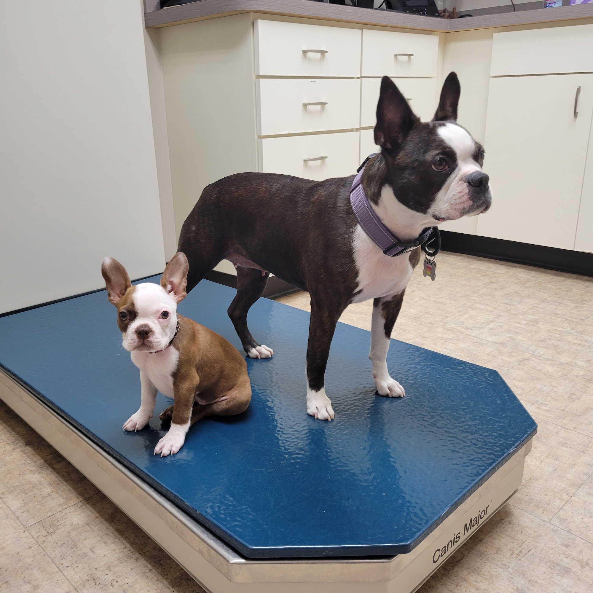 Shirlington Animal Hospital Arlington