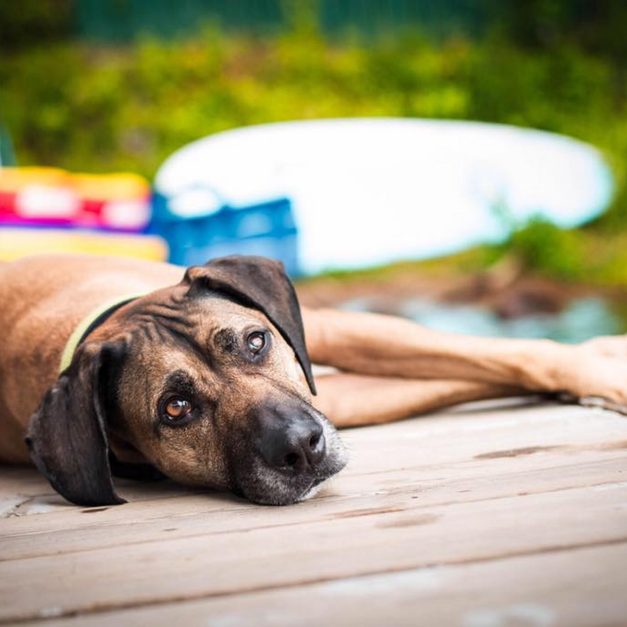 Ballston Animal Hospital Arlington