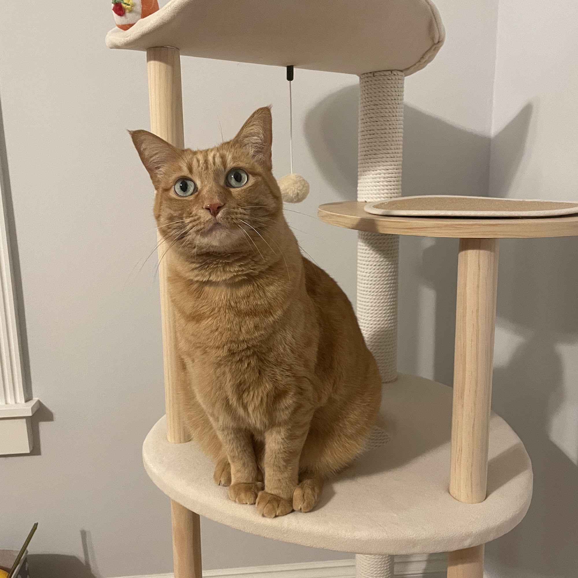 Suburban Animal Hospital Arlington