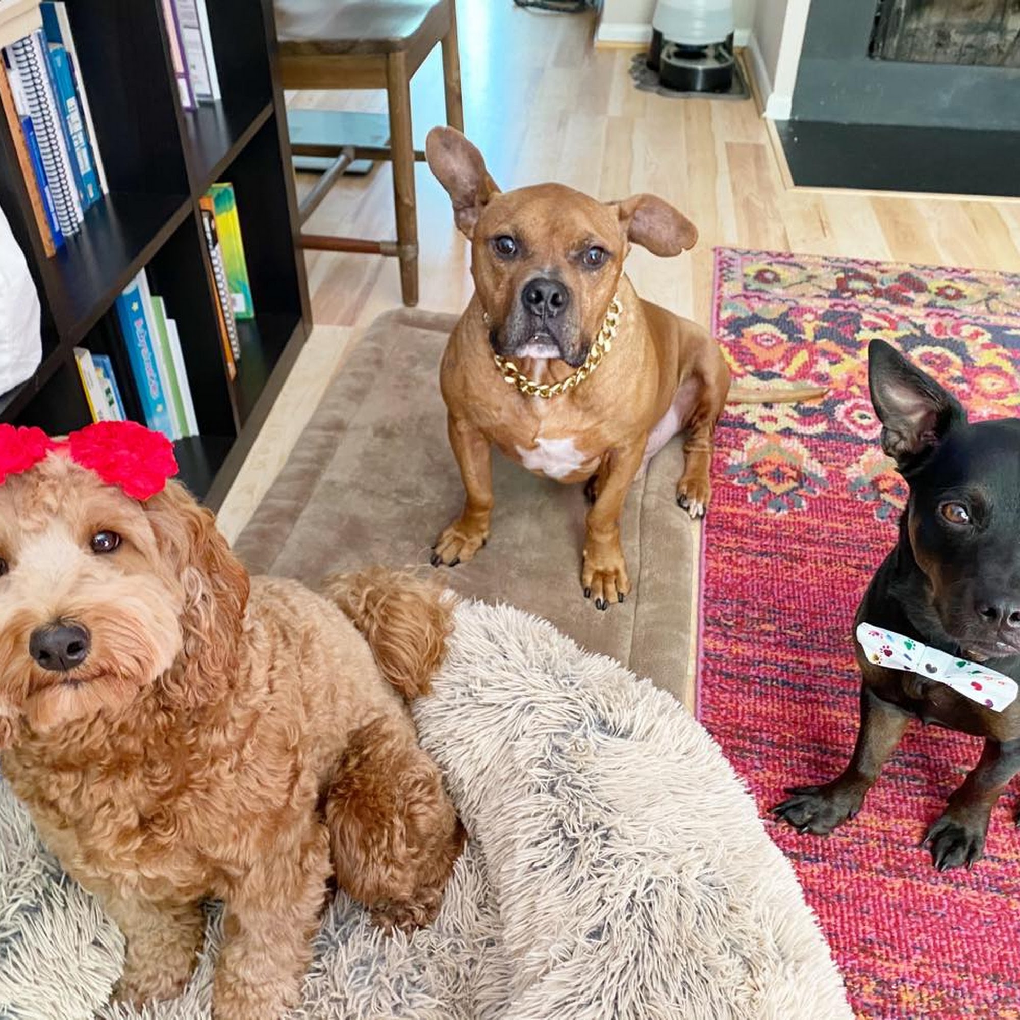 Arlington Dog Nanny Arlington