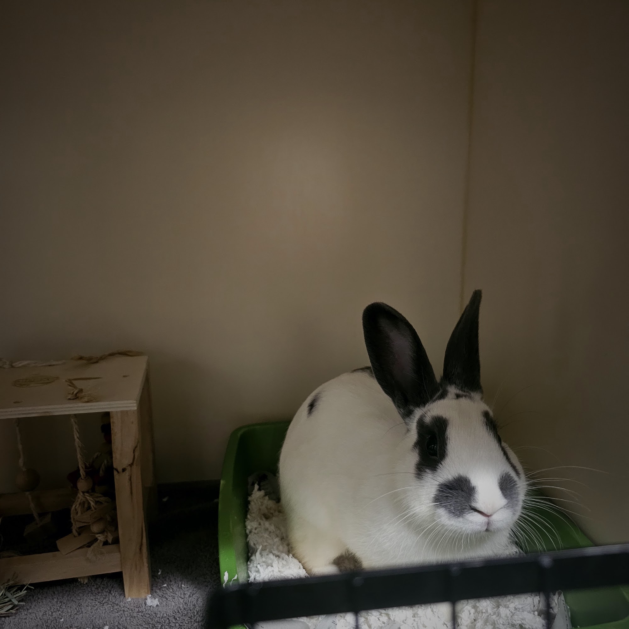 Animal Welfare League of Arlington Arlington