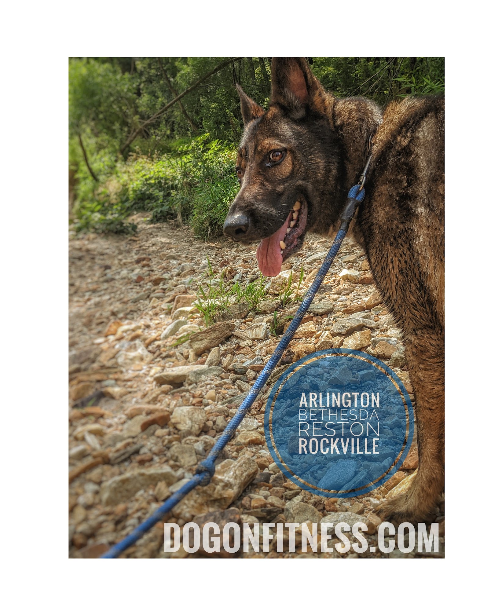 DogOn Fitness Arlington