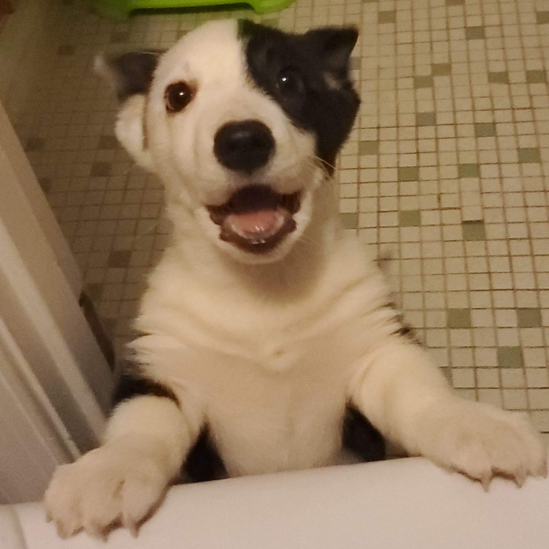 Pet Sitting 4 Comfort (PS4C), LLC Arlington