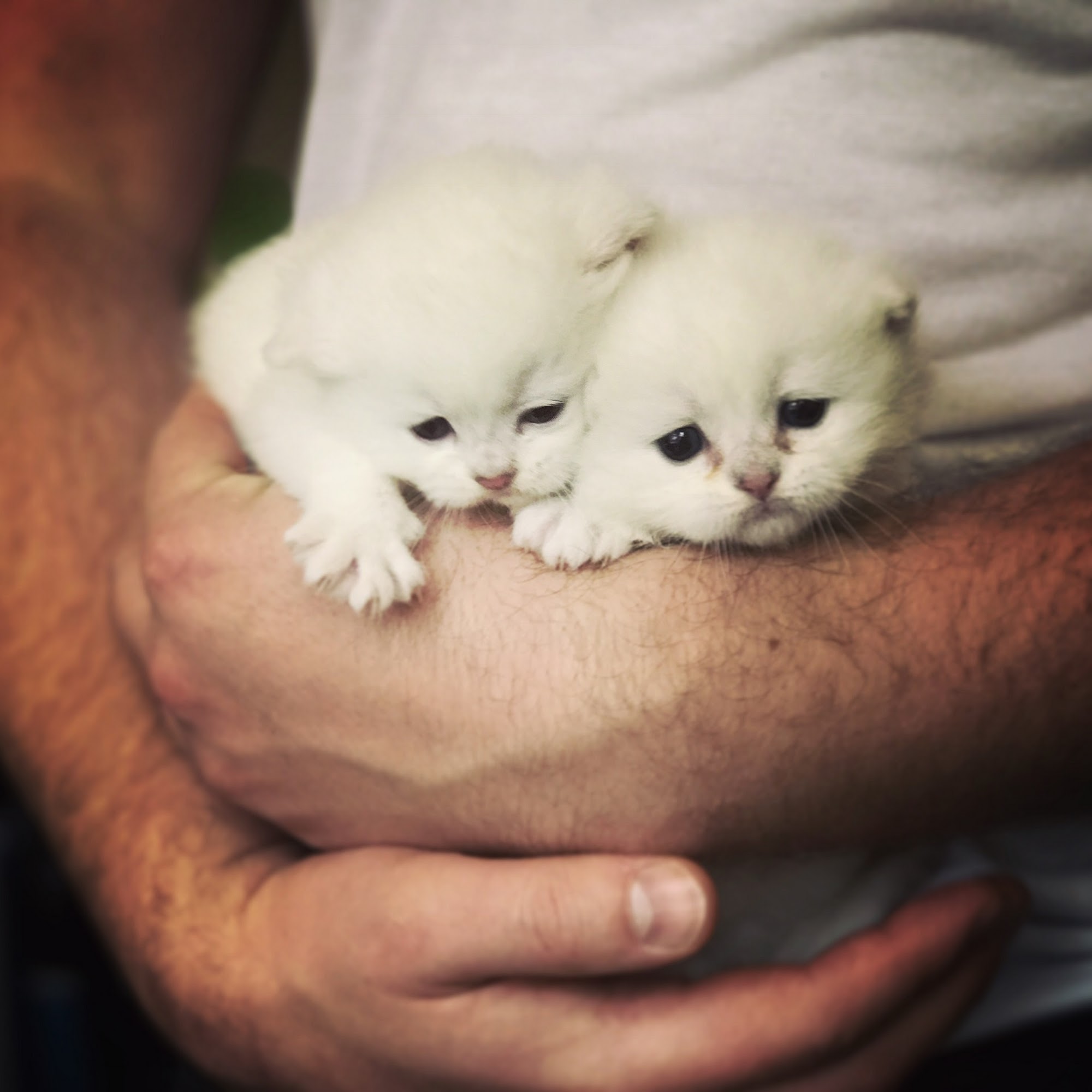 Catnificent Cattery Arlington