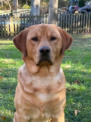 Nova Pack Dog Training LLC Arlington