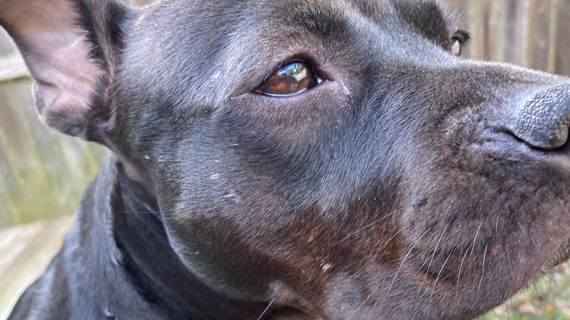 Nova Pack Dog Training LLC Arlington