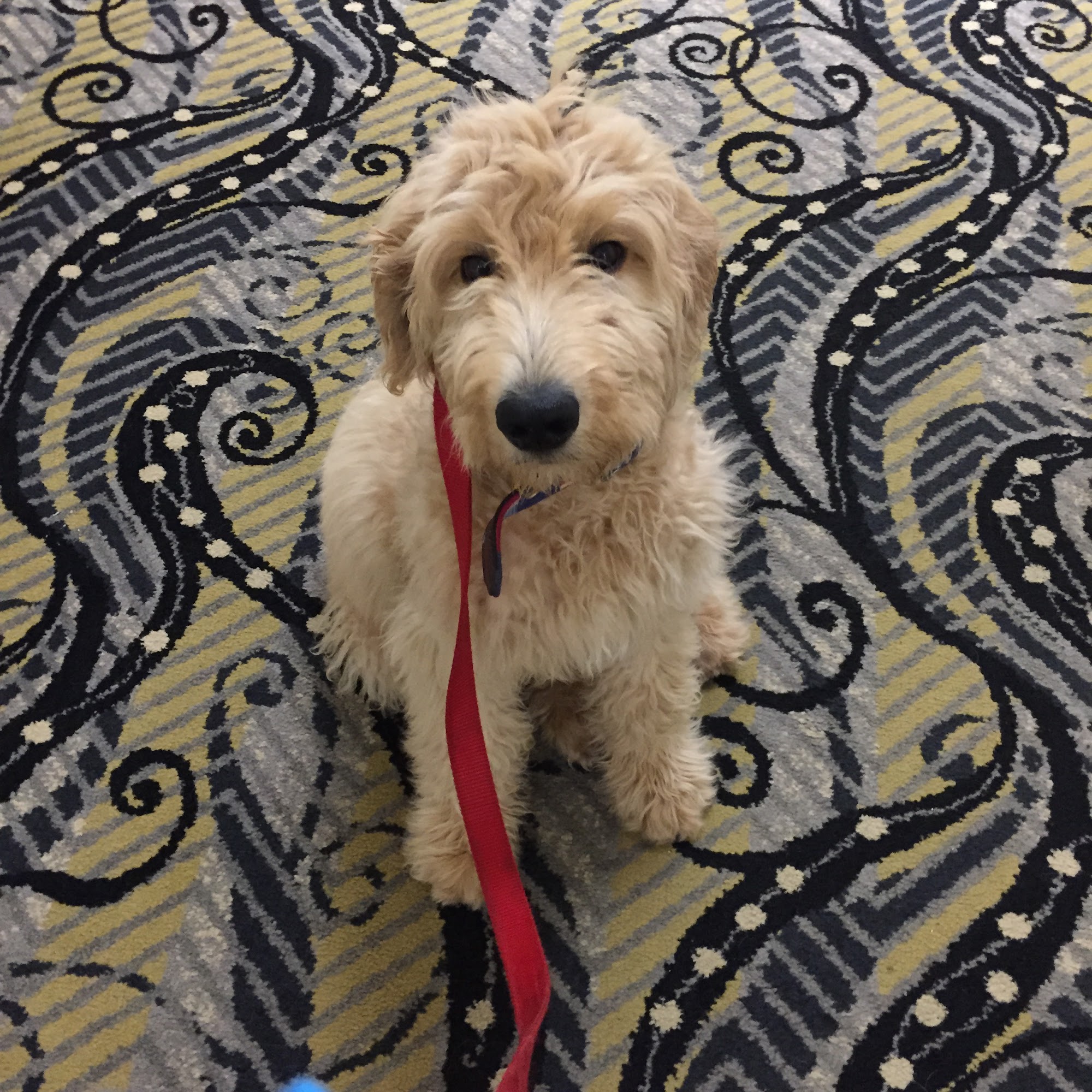 Canine Performance Arlington