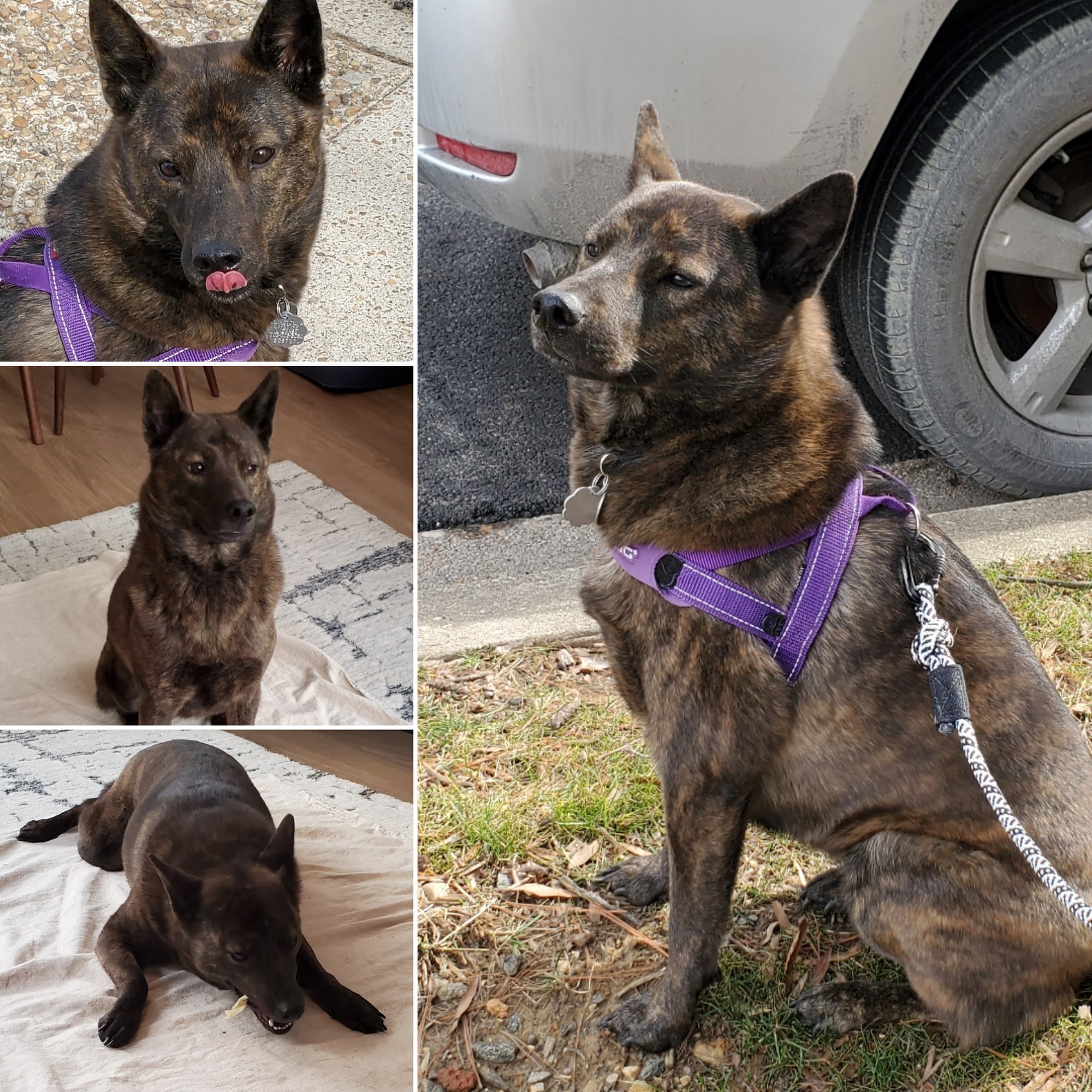 Waggy Tails Pet Services Arlington