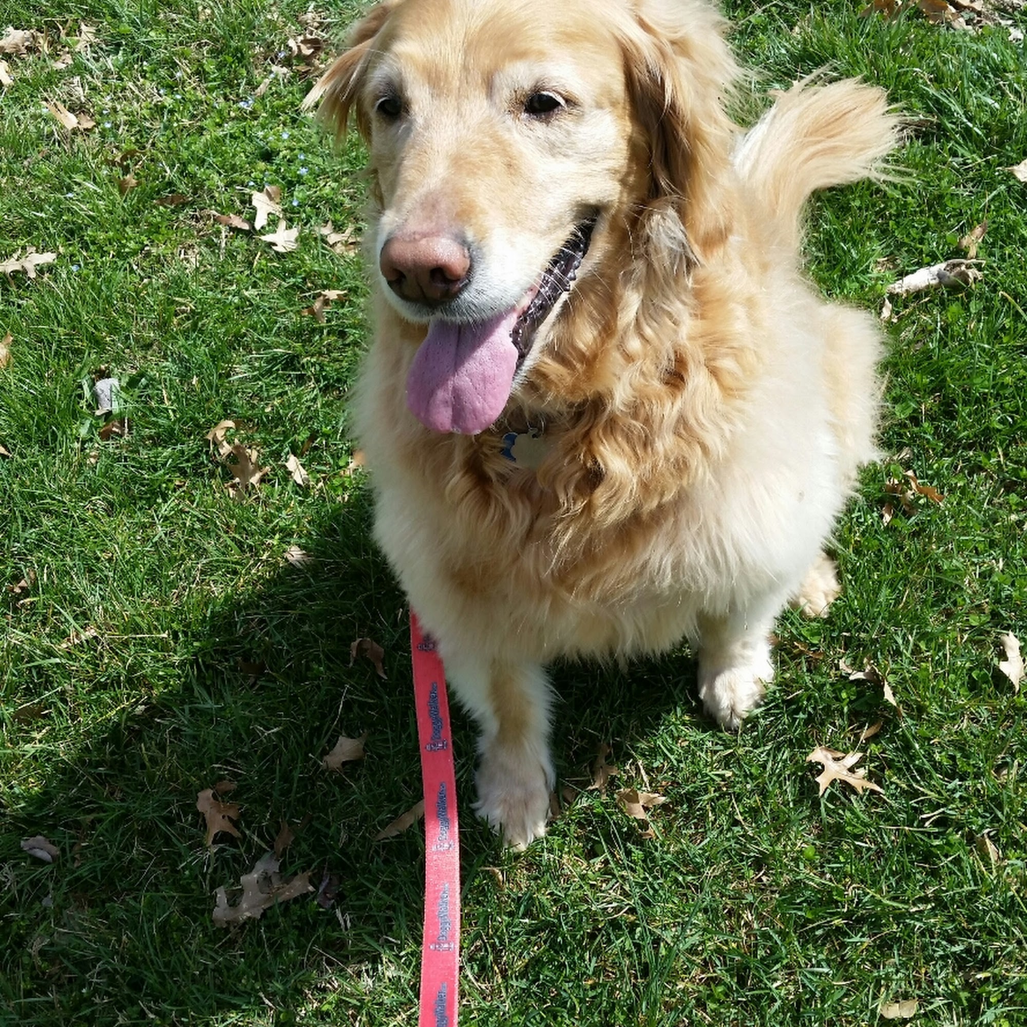 Doggywalker.com Arlington Arlington