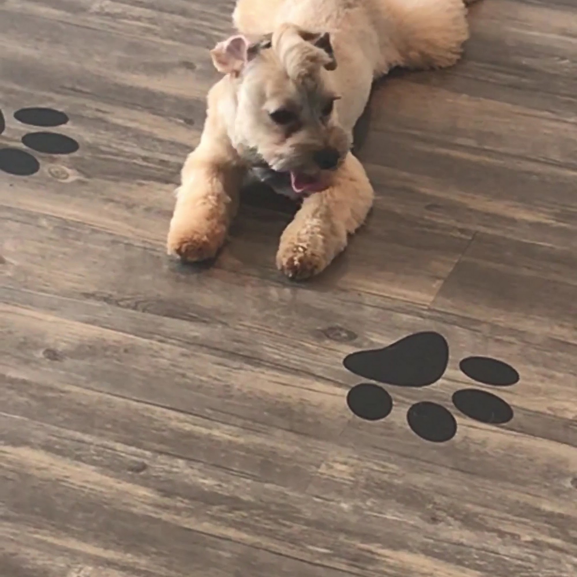 DOG GROOMING SERVICES Arlington