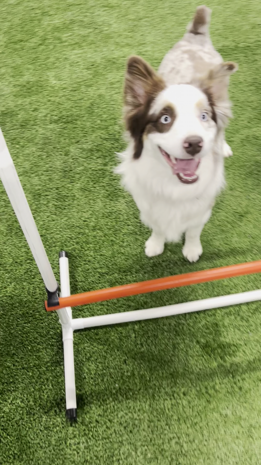 Snouts & Stouts - Indoor Dog Park & Bar Arlington