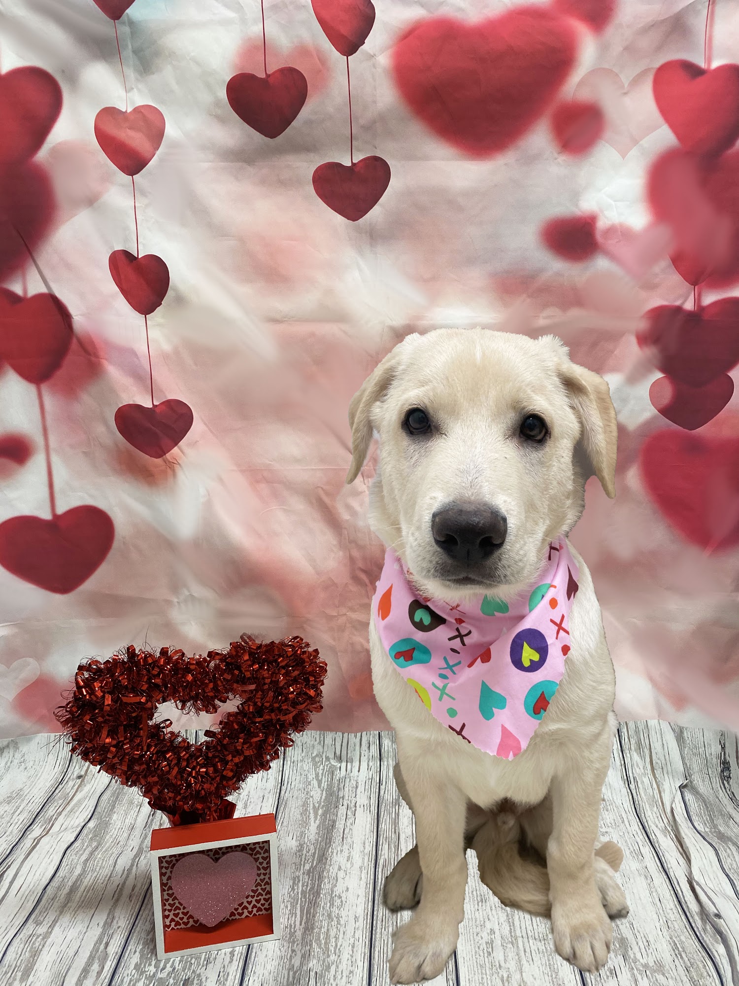 Stream Valley Veterinary Hospital Ashburn