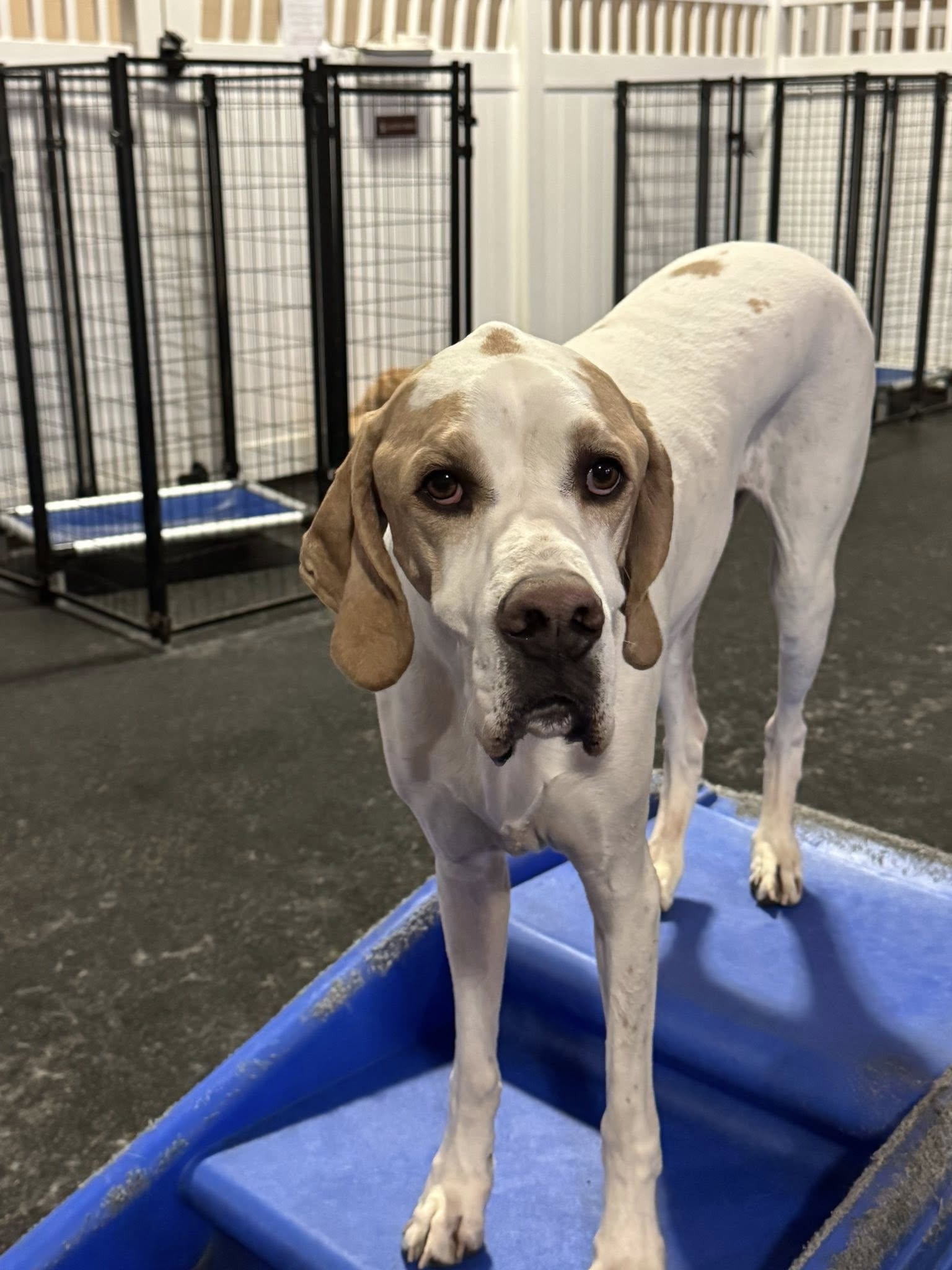 A Dog's Day Out Ashburn