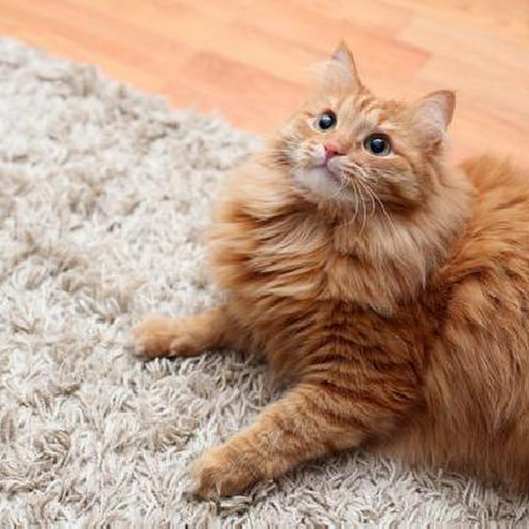 A & L & Q Carpets & Rugs 20130 Lakeview Center Plaza, Ashburn Virginia 20147